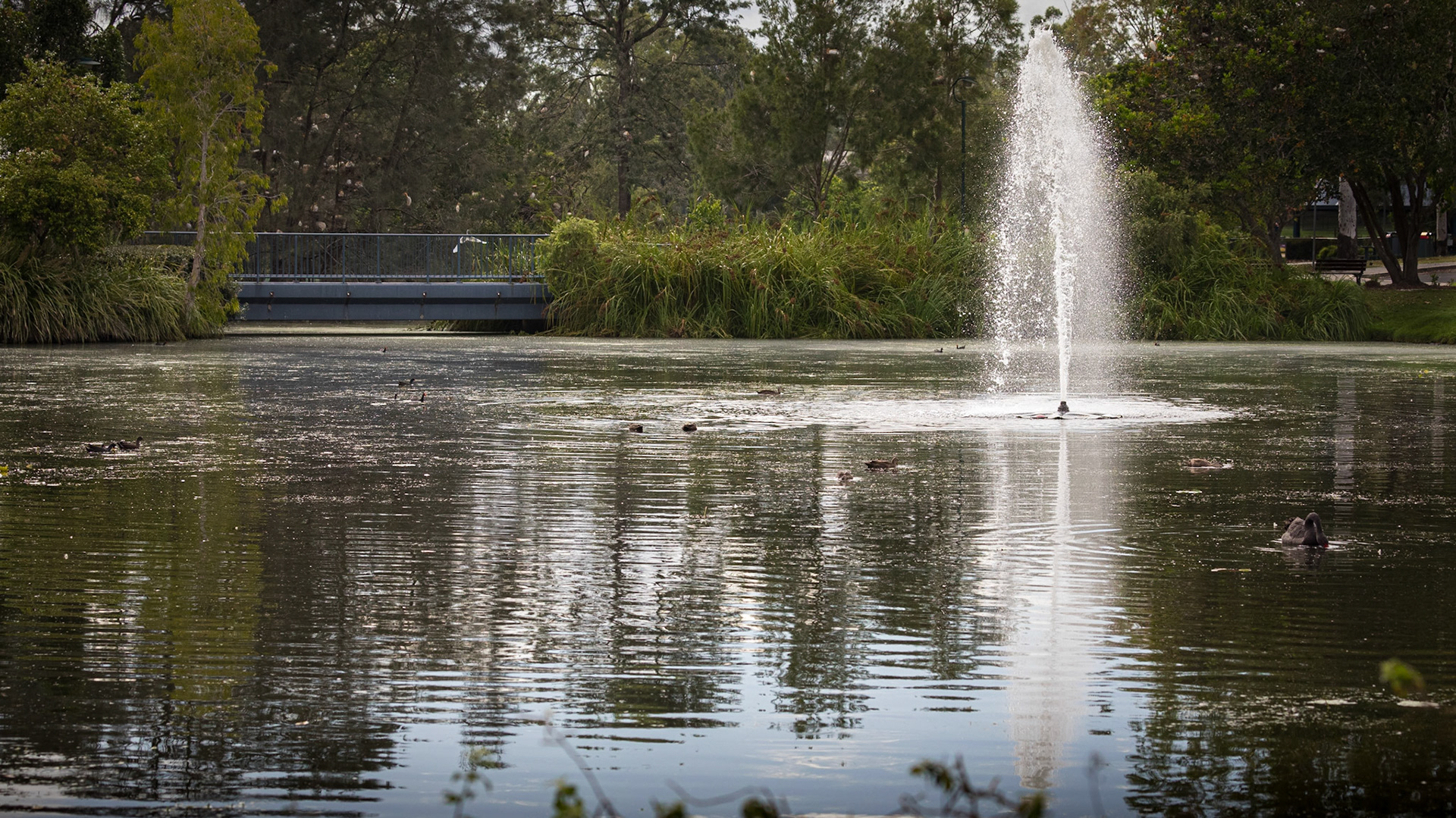 At Lake Alford, Gympie