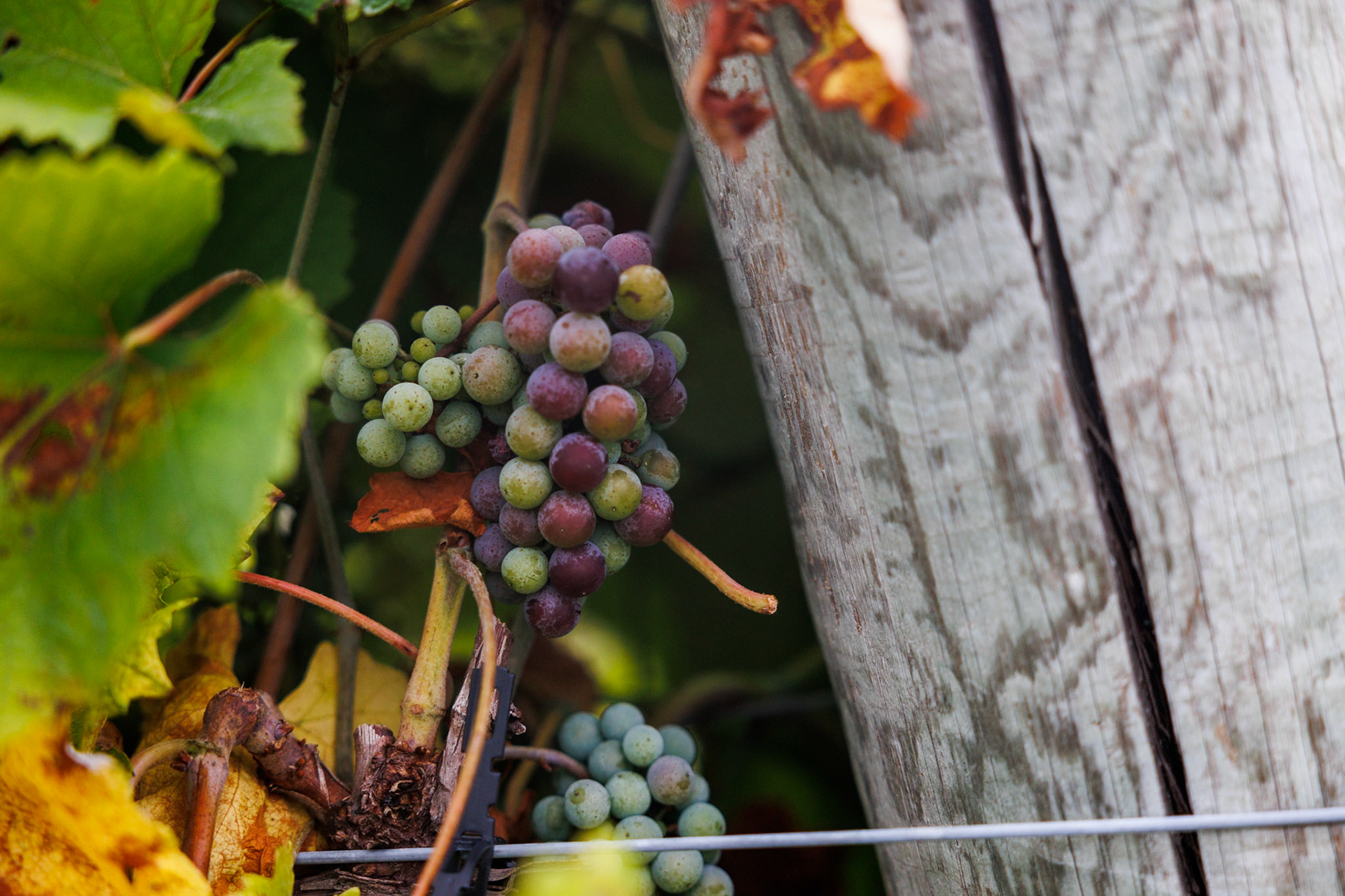 Veraison Cynthiana grapes at The Rusty Tractor Vineyards