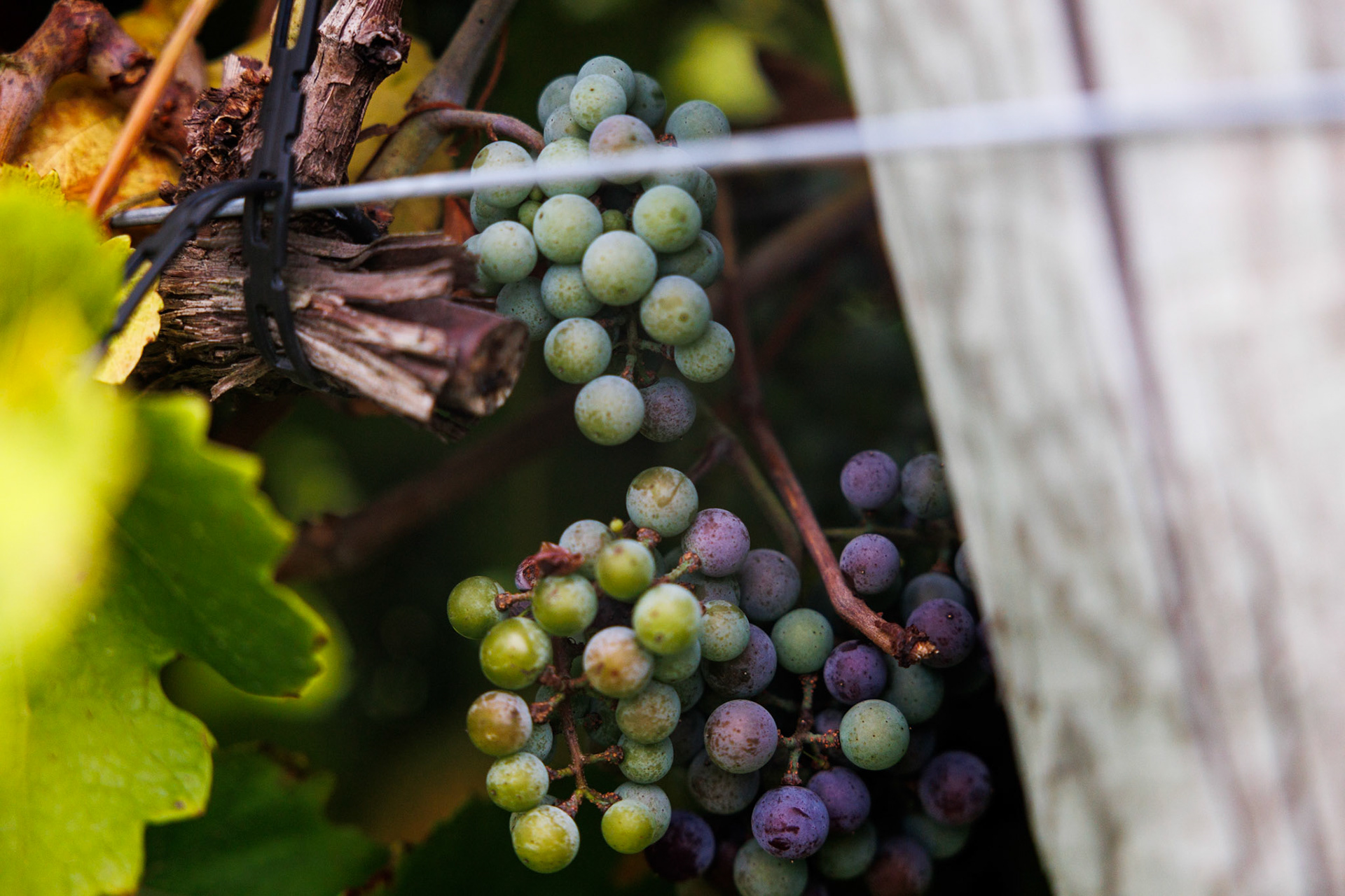 Veraison Cynthiana grapes at The Rusty Tractor Vineyards