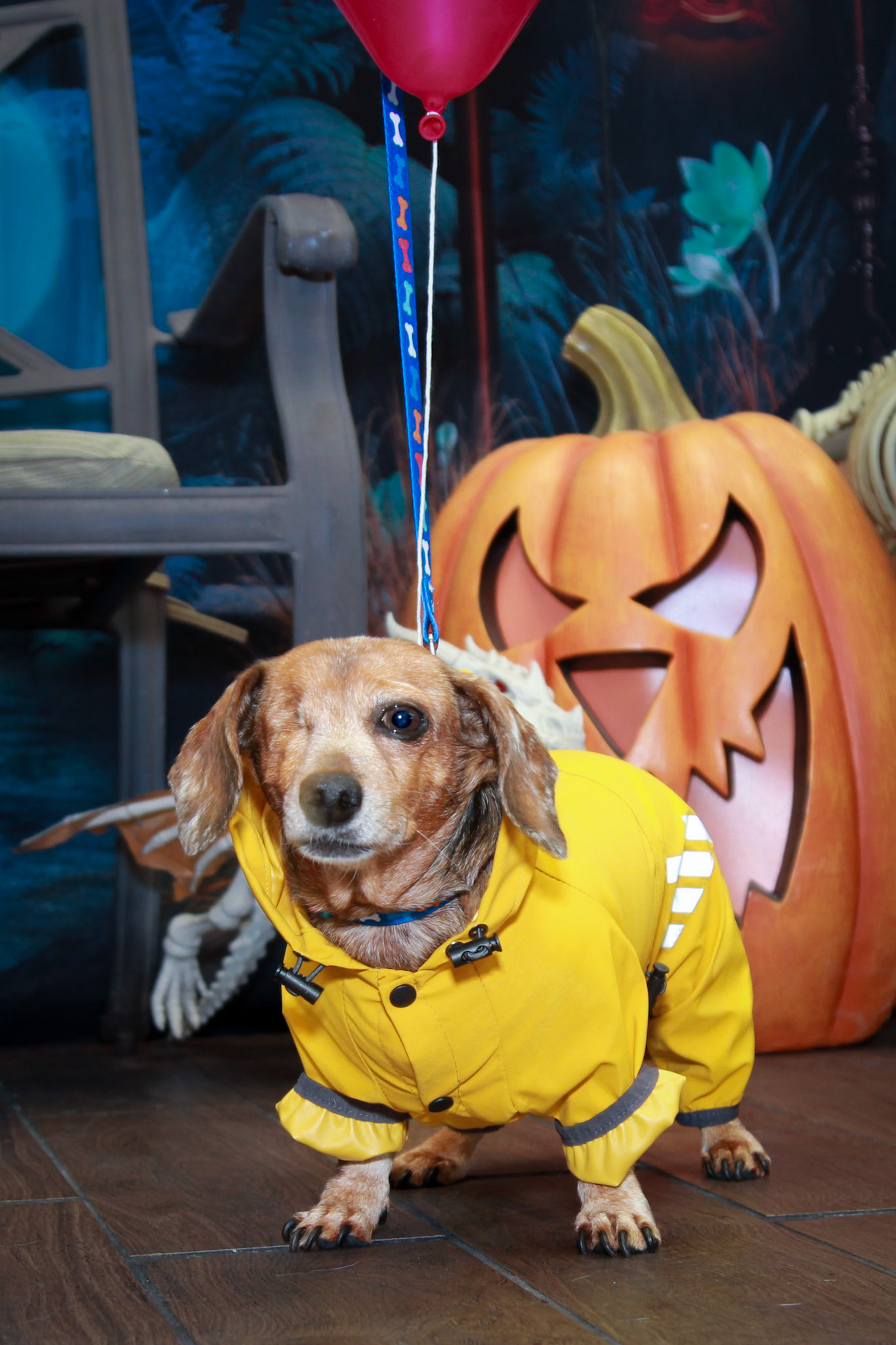 Georgie