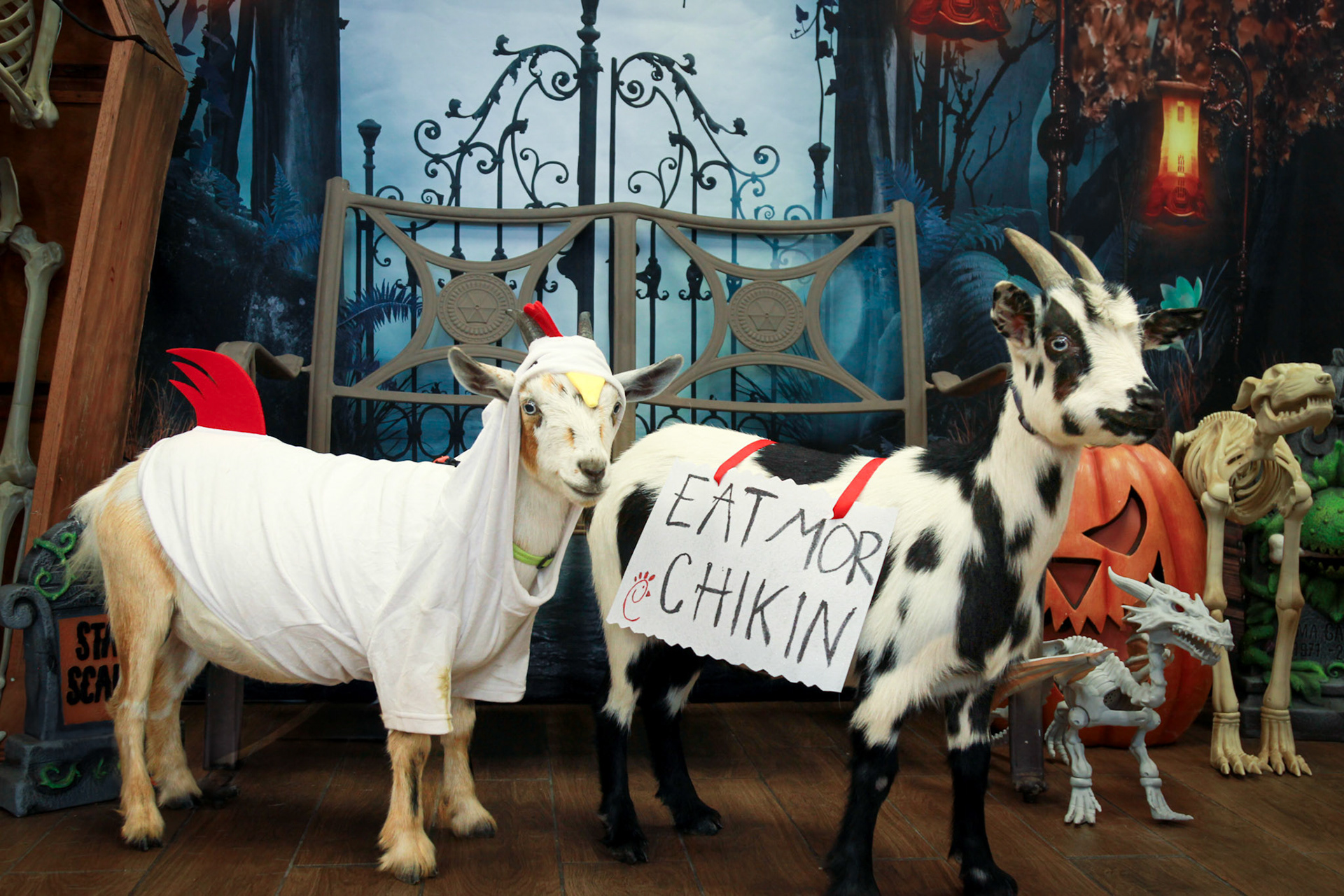 EAT MOR CHIKIN