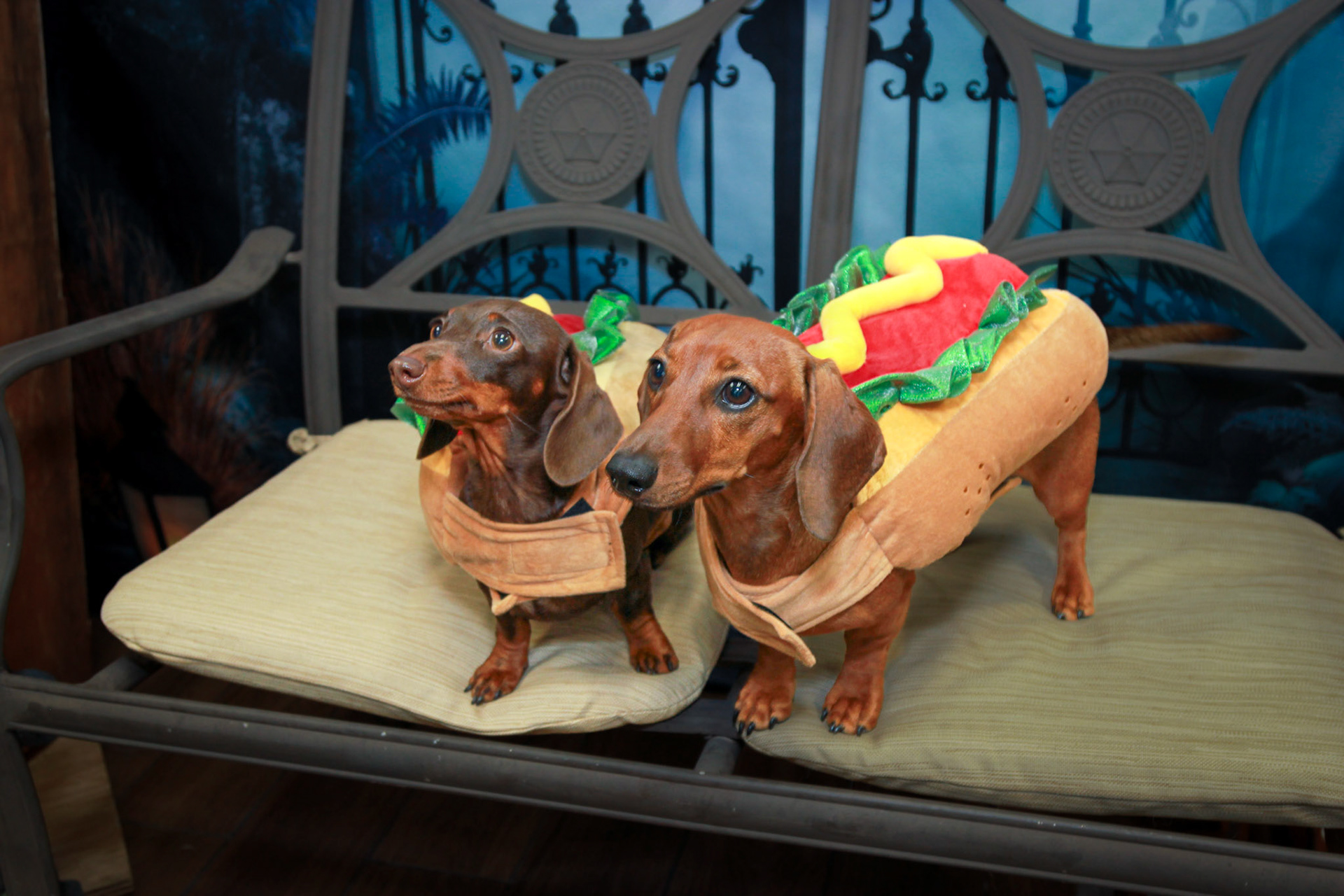Hot Dogs