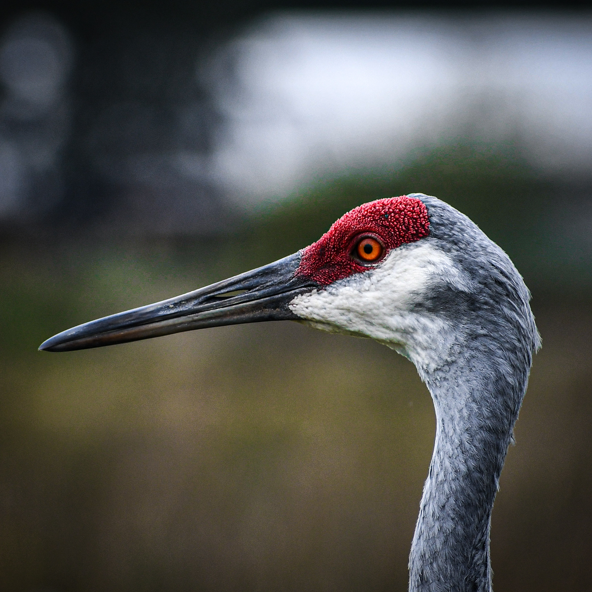 Sandhill Crane