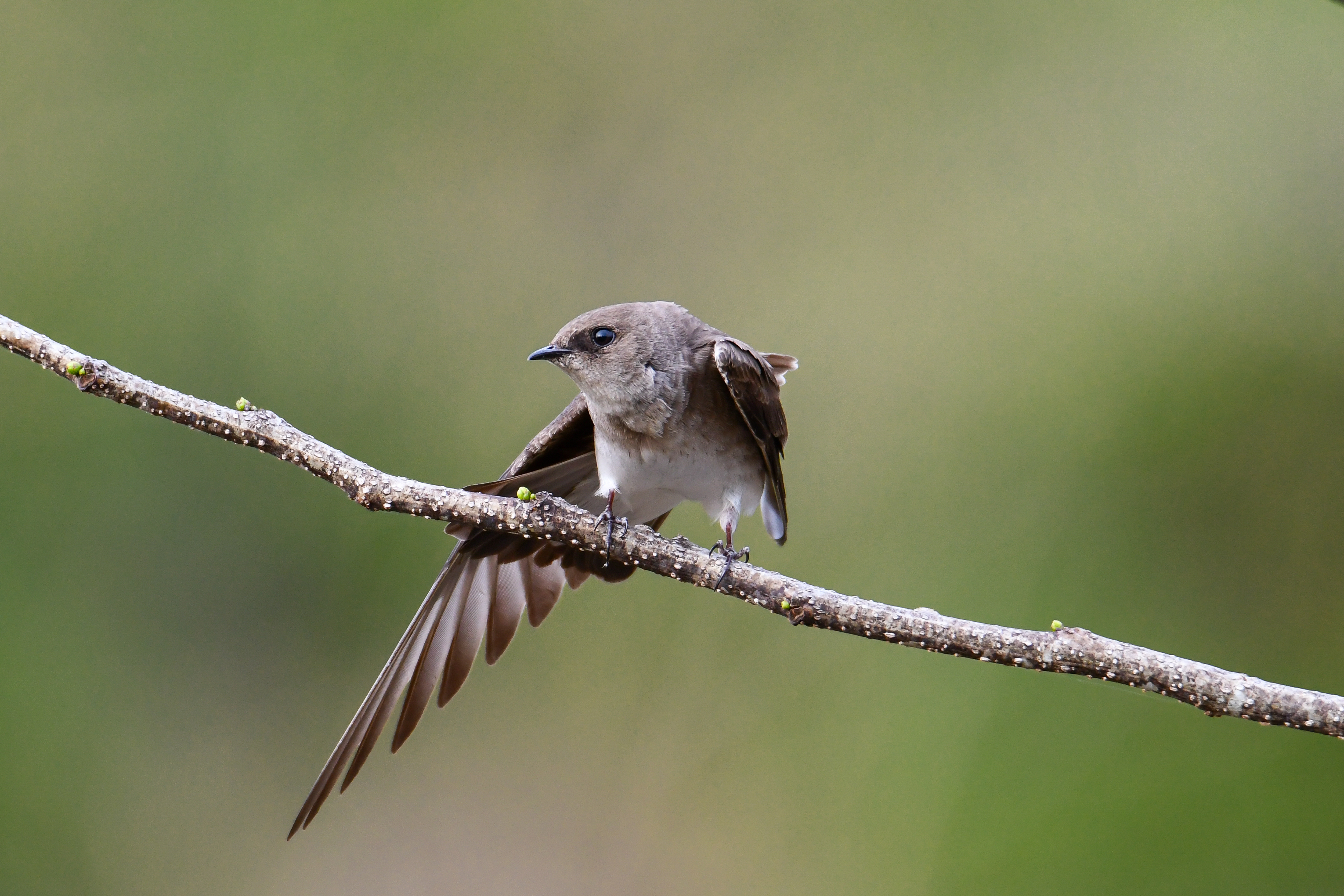 Northern rough-winged Swallow