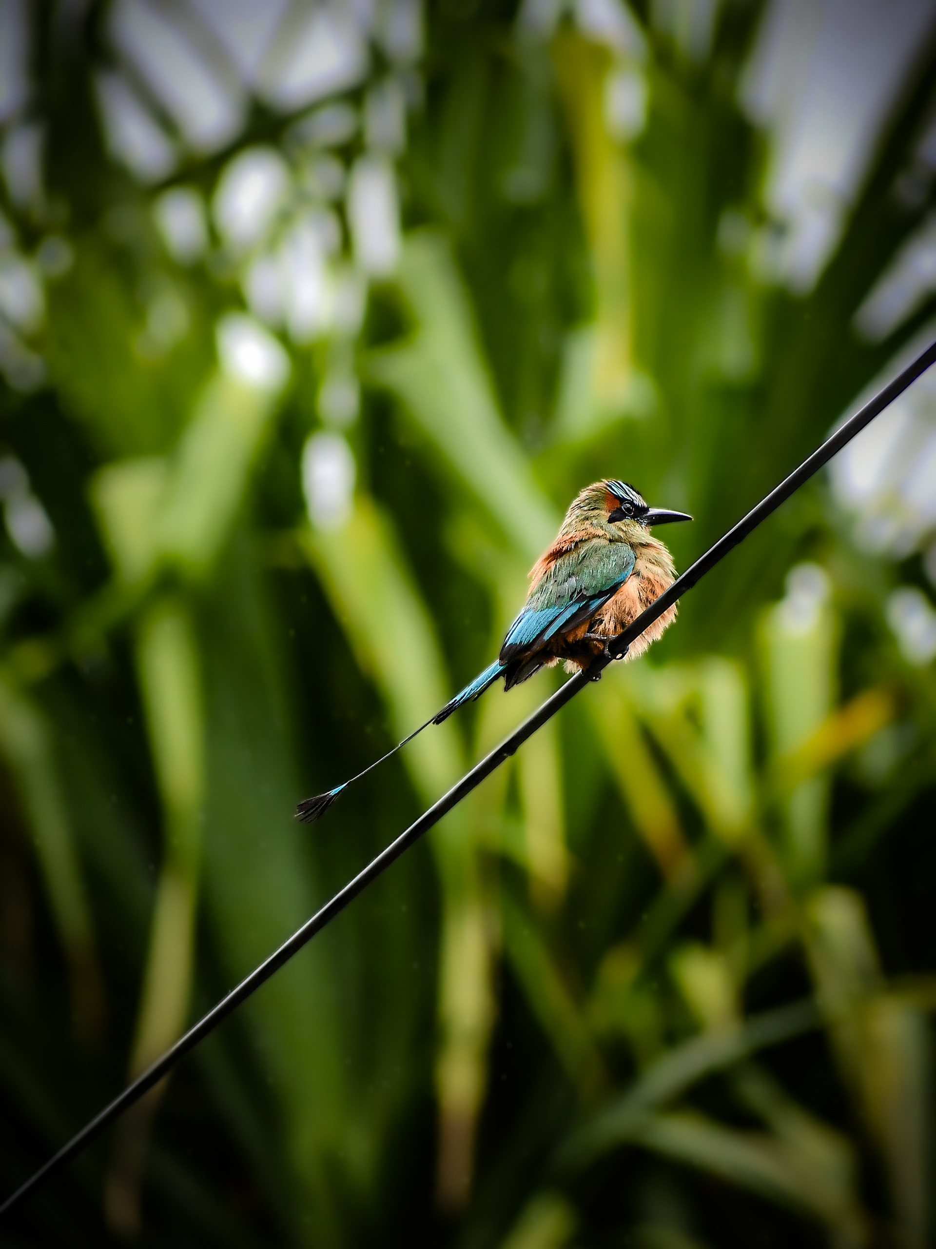 Turquoise-browed Motmot