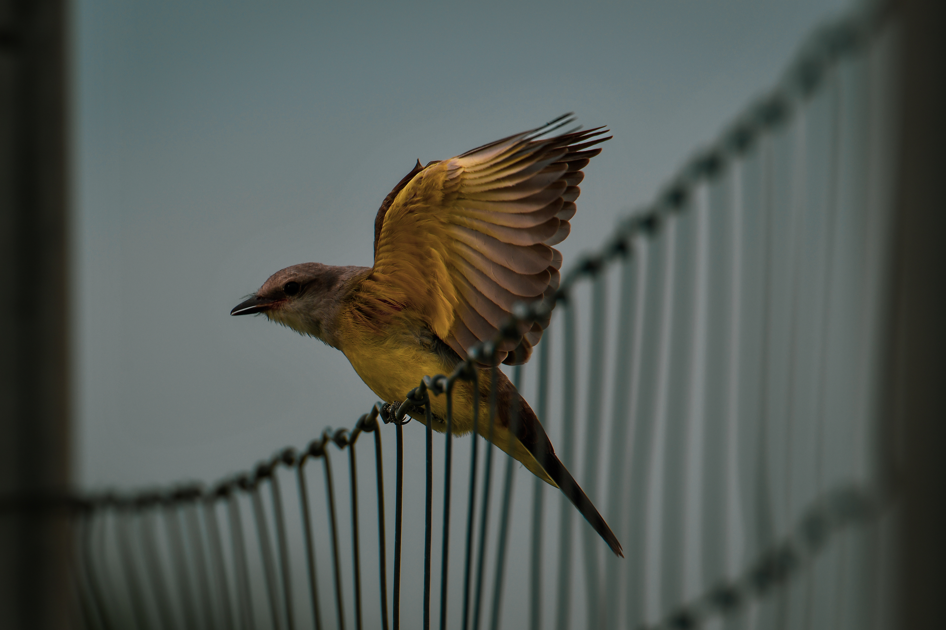 Western Kingbird