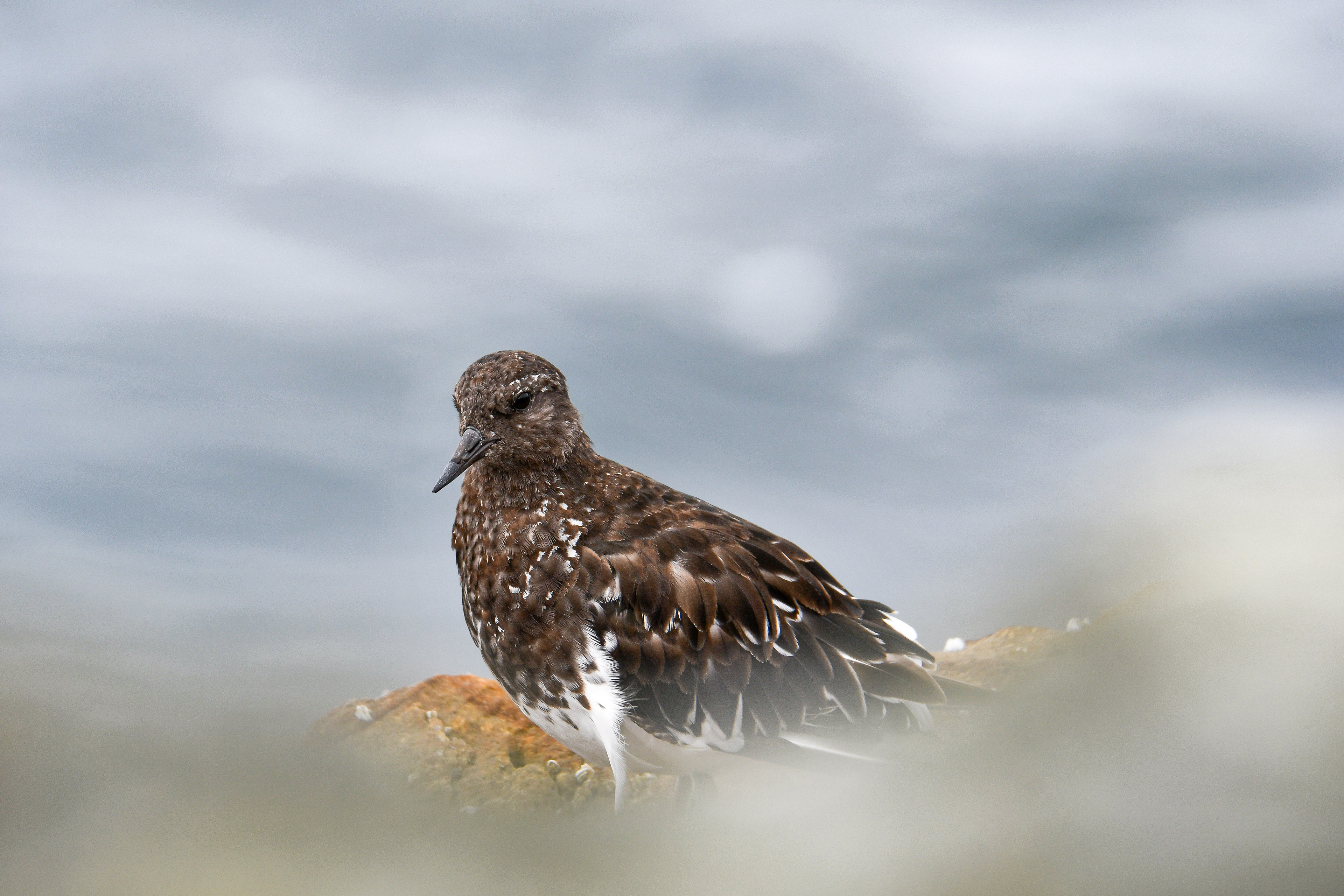 Black Turnstone