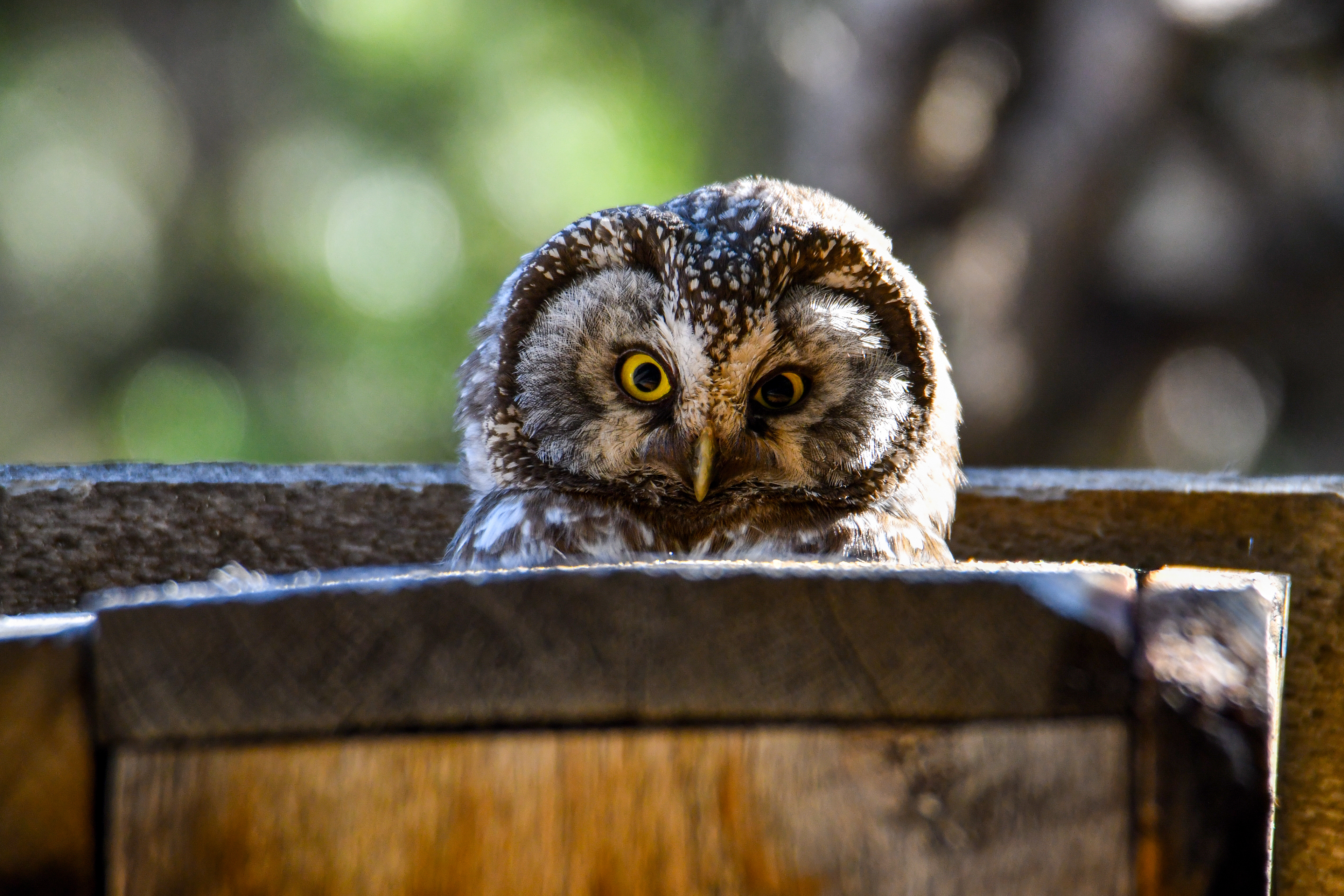 Boreal Owl