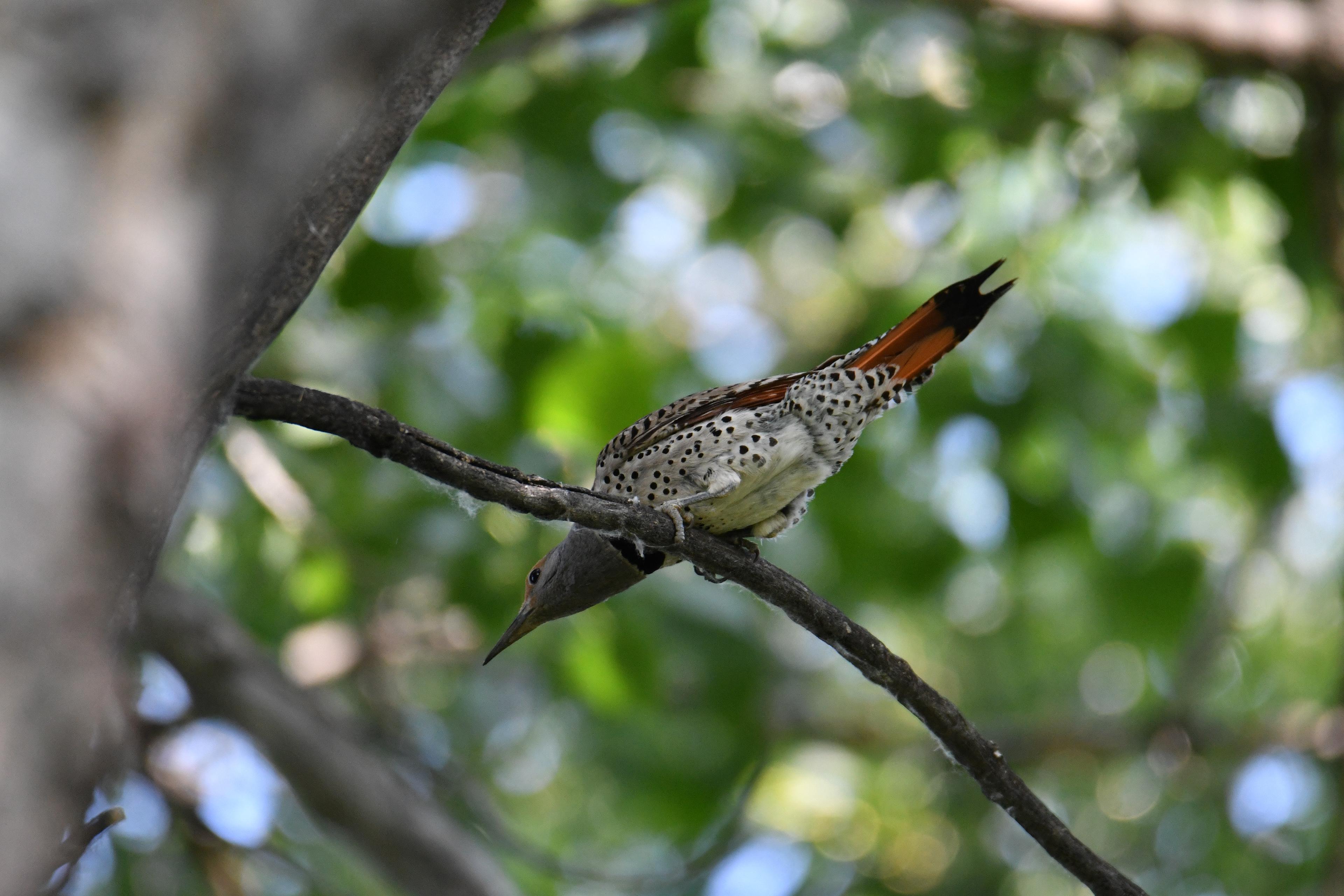 Northern Flicker