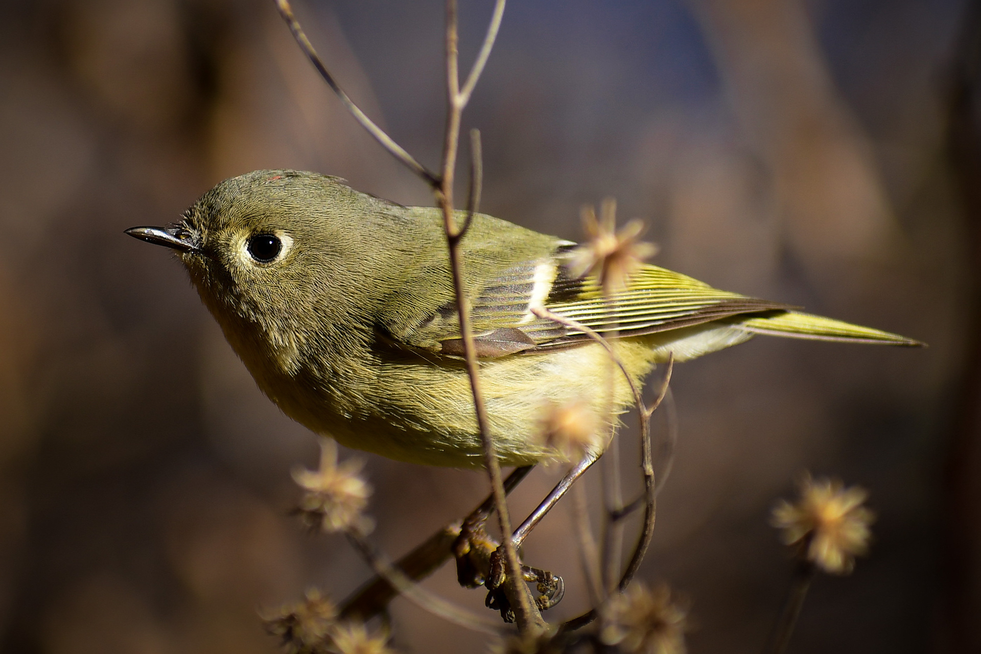 Ruby-crowned Kinglet