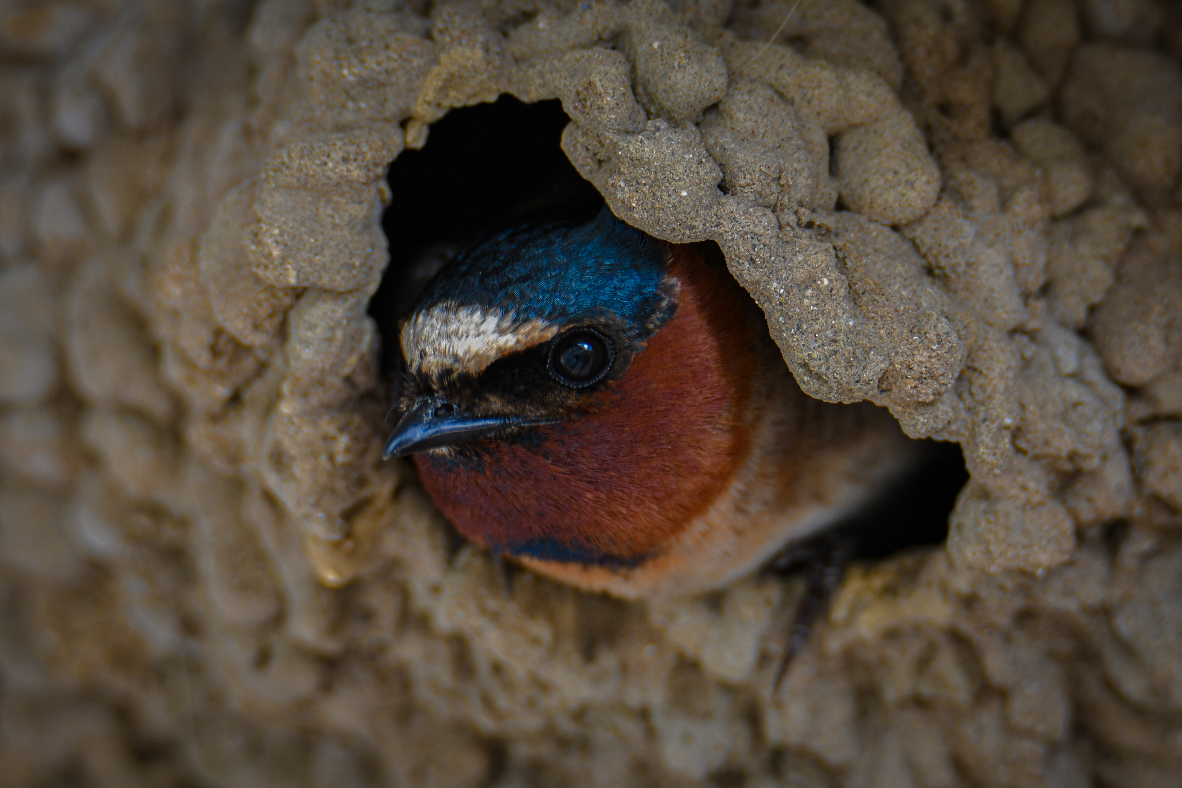 Cliff Swallow