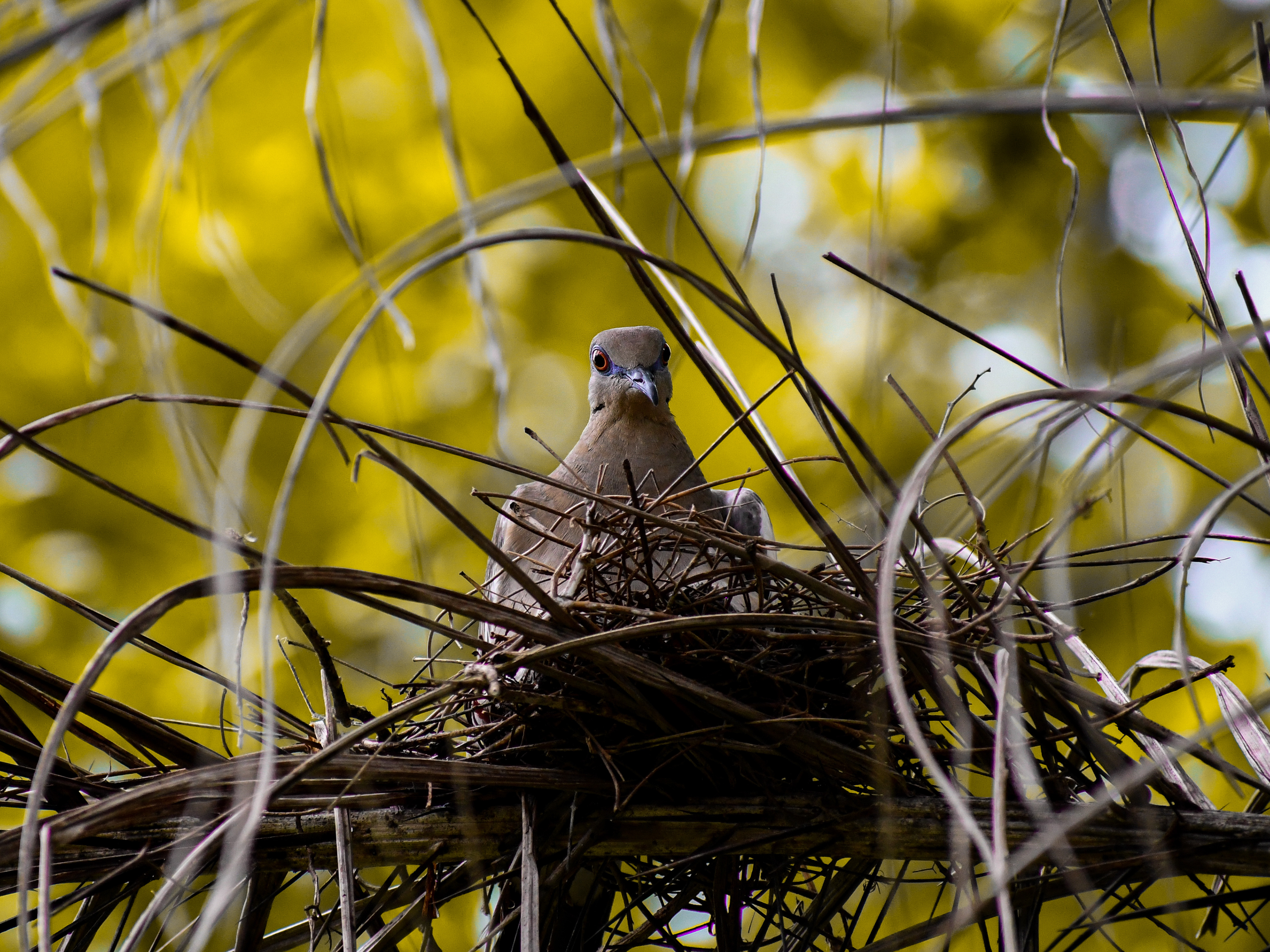 White-winged Dove