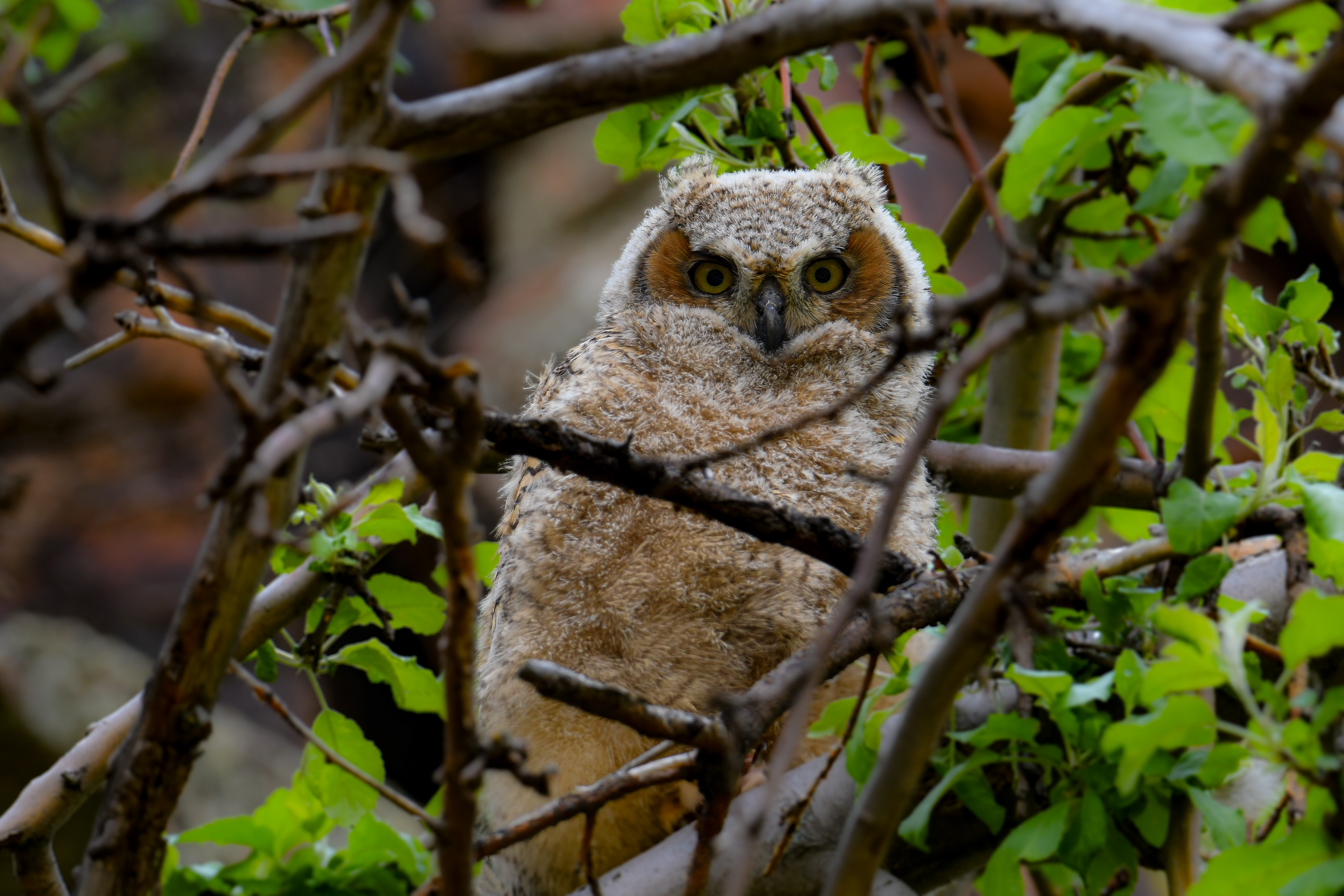 Great-horned Owl