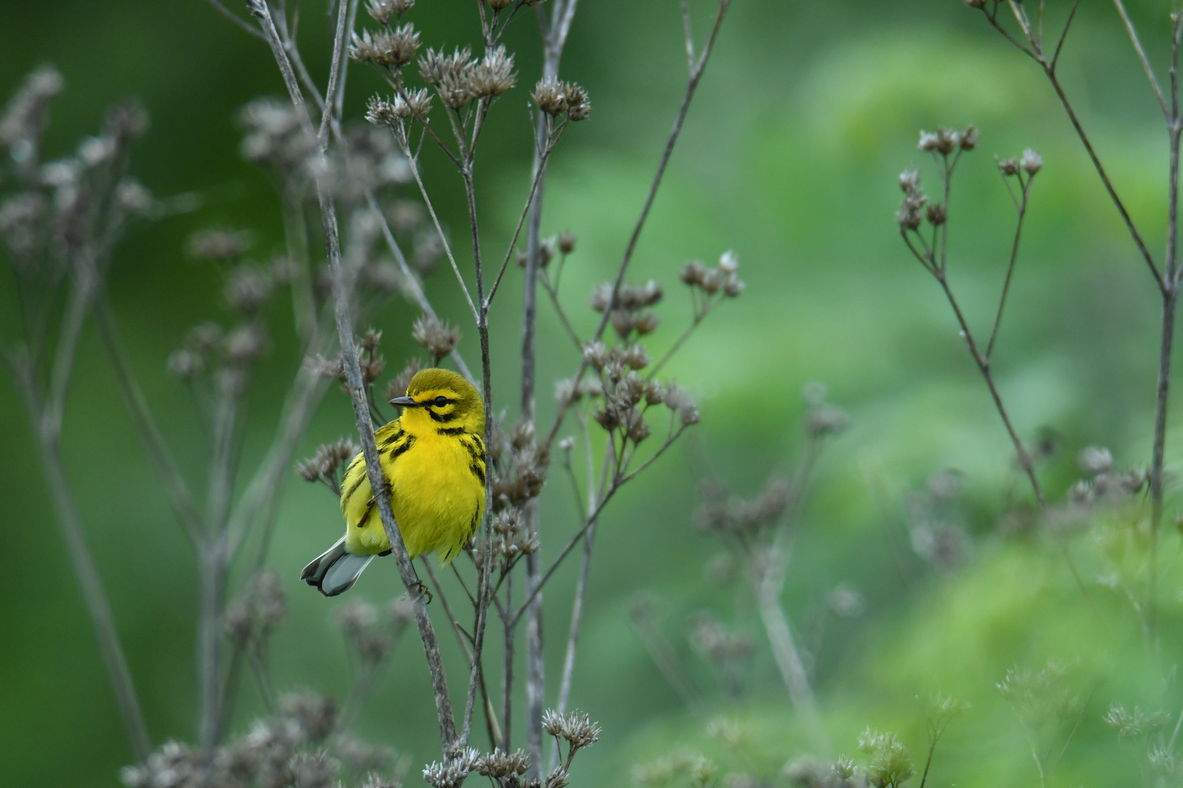 Prairie Warbler