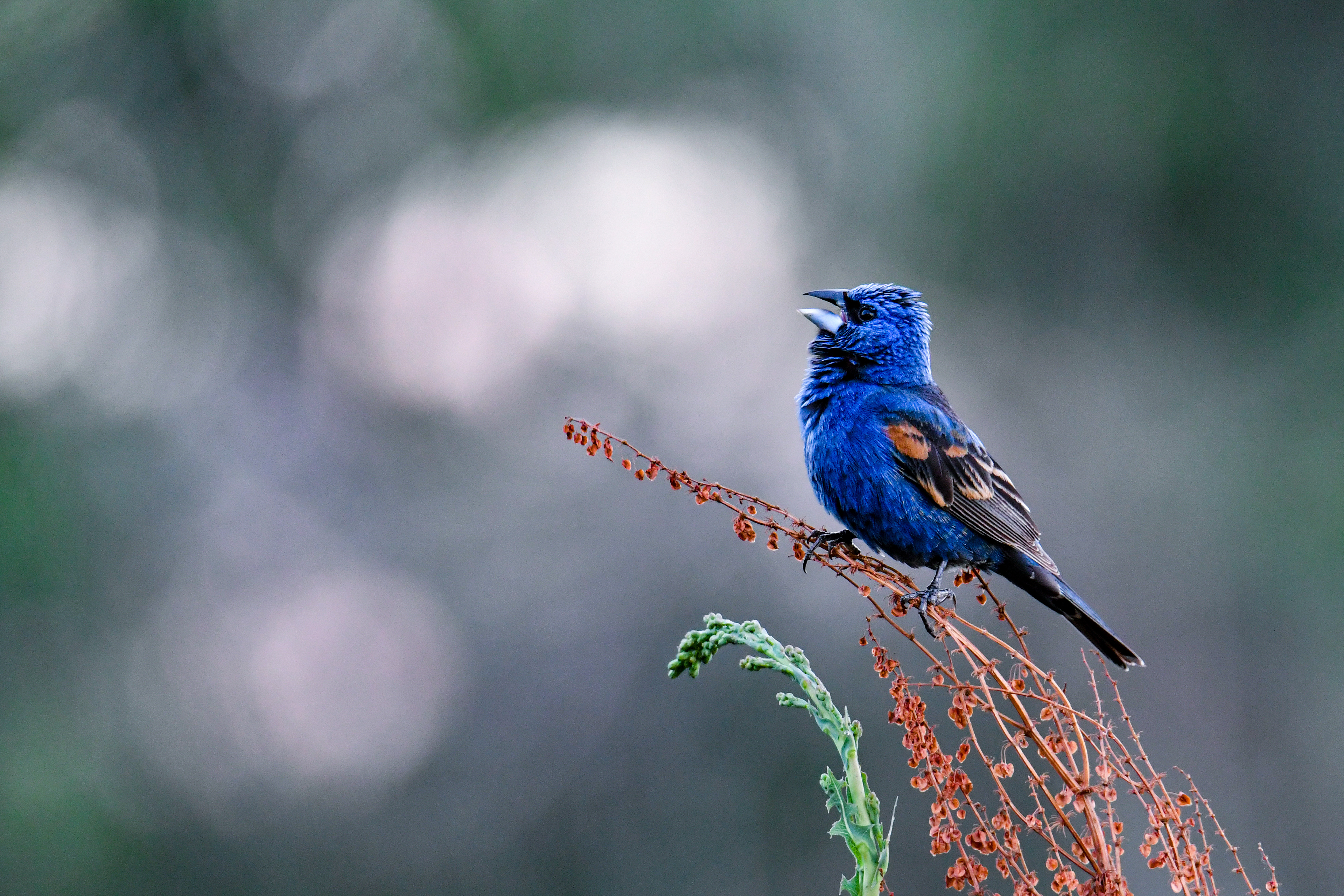 Blue Grosbeak