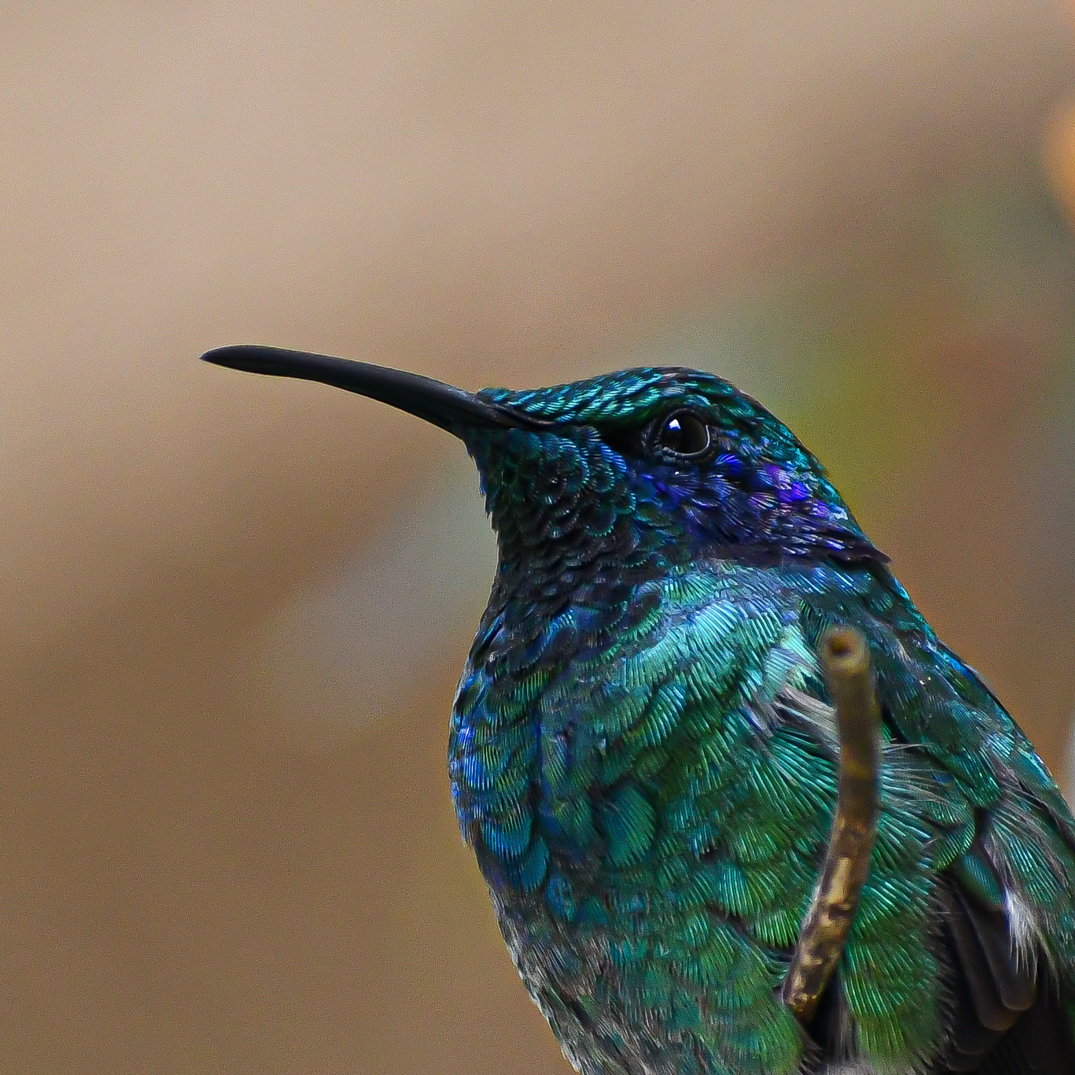 Lesser Violetear