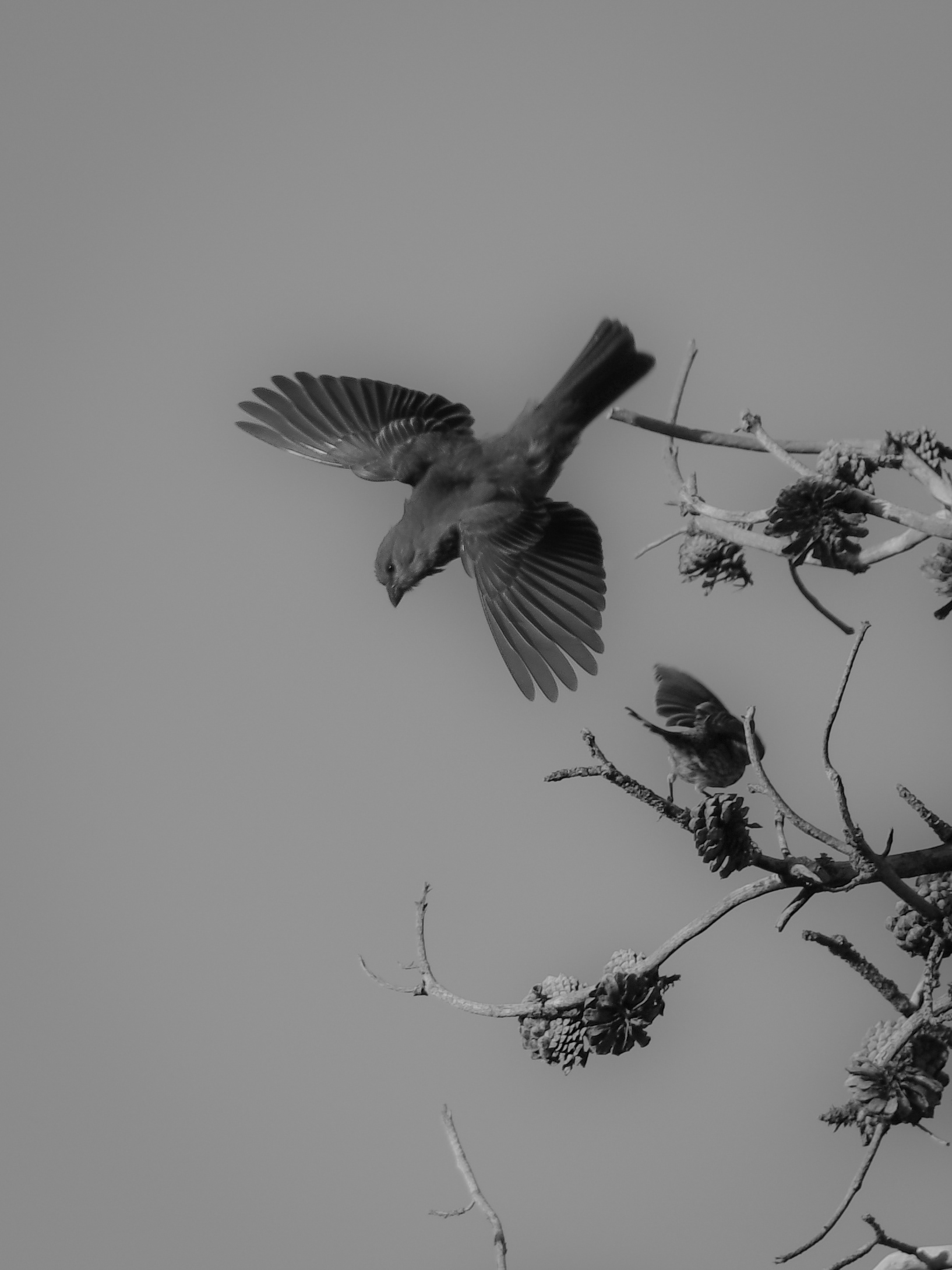 Pine Grosbeak (b&w)