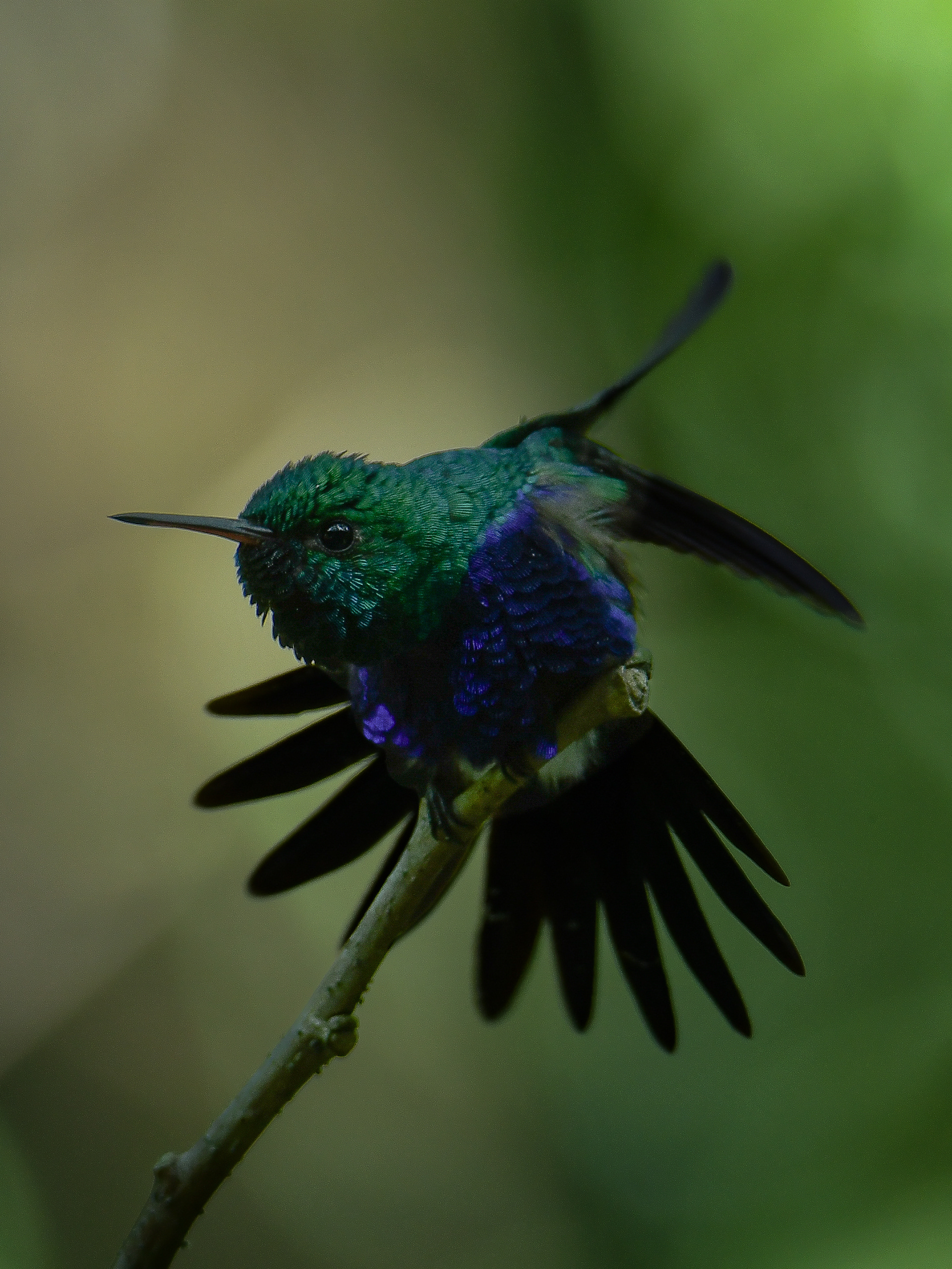 Violet-bellied Hummingbird