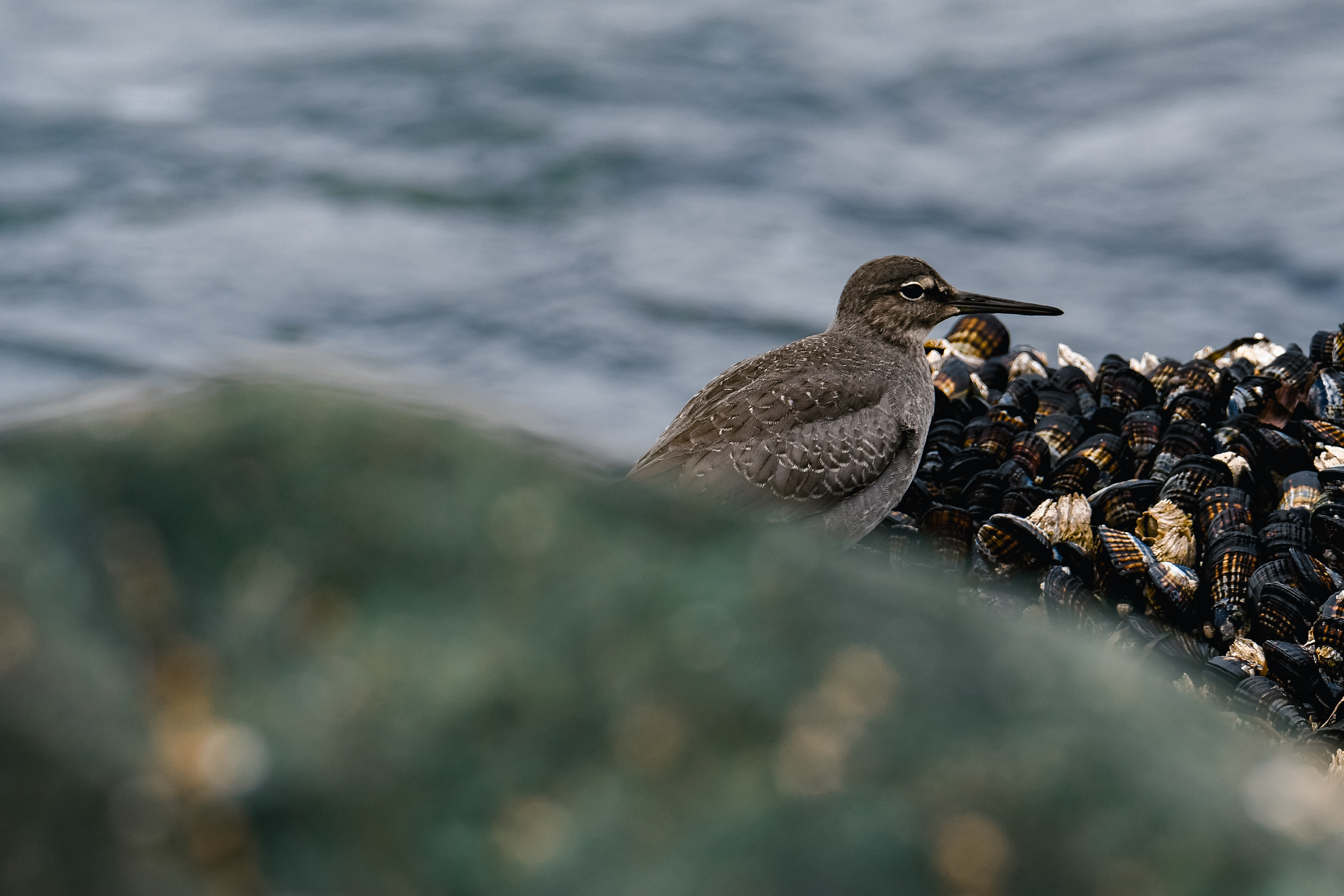 Wandering Tattler