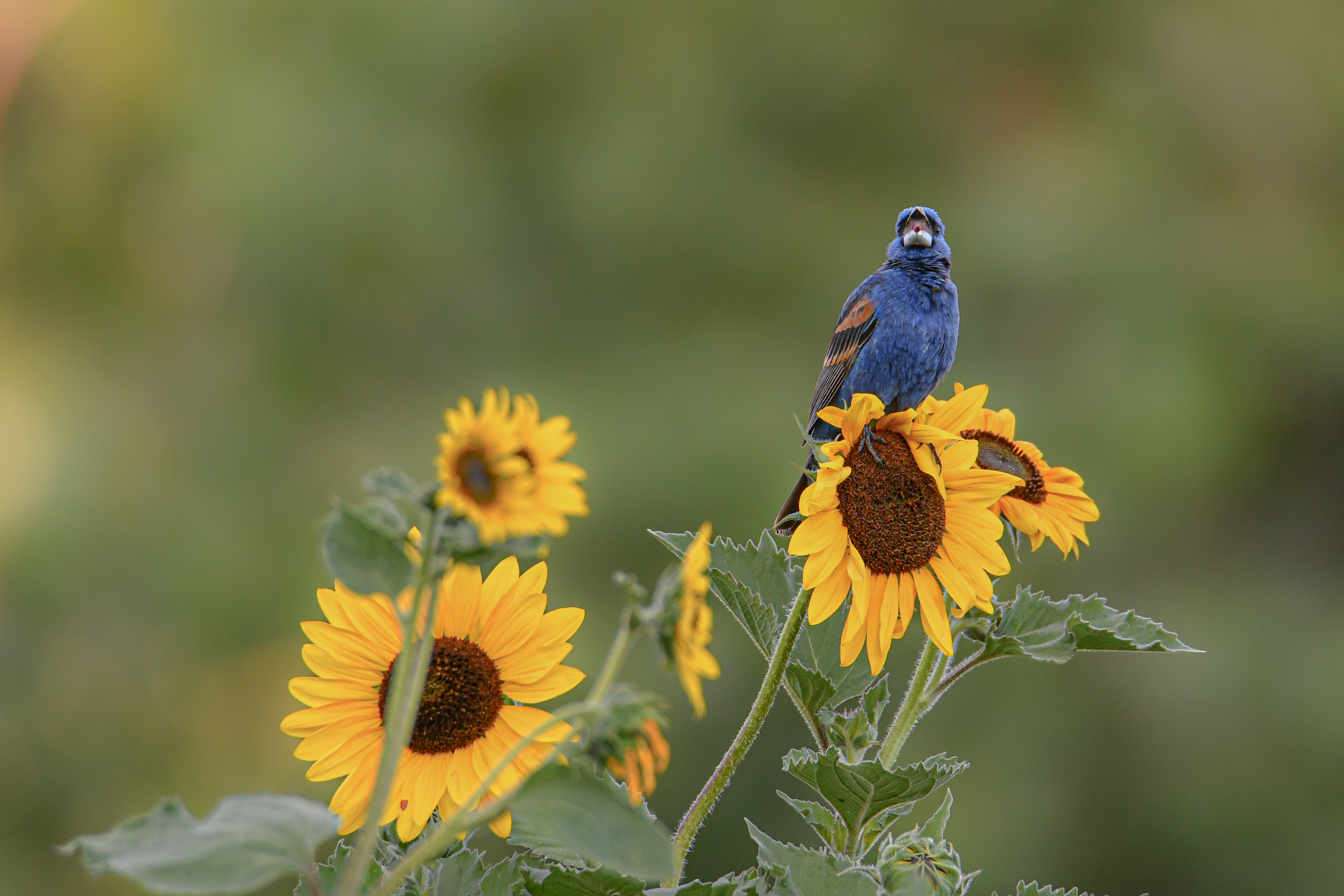 Blue Grosbeak
