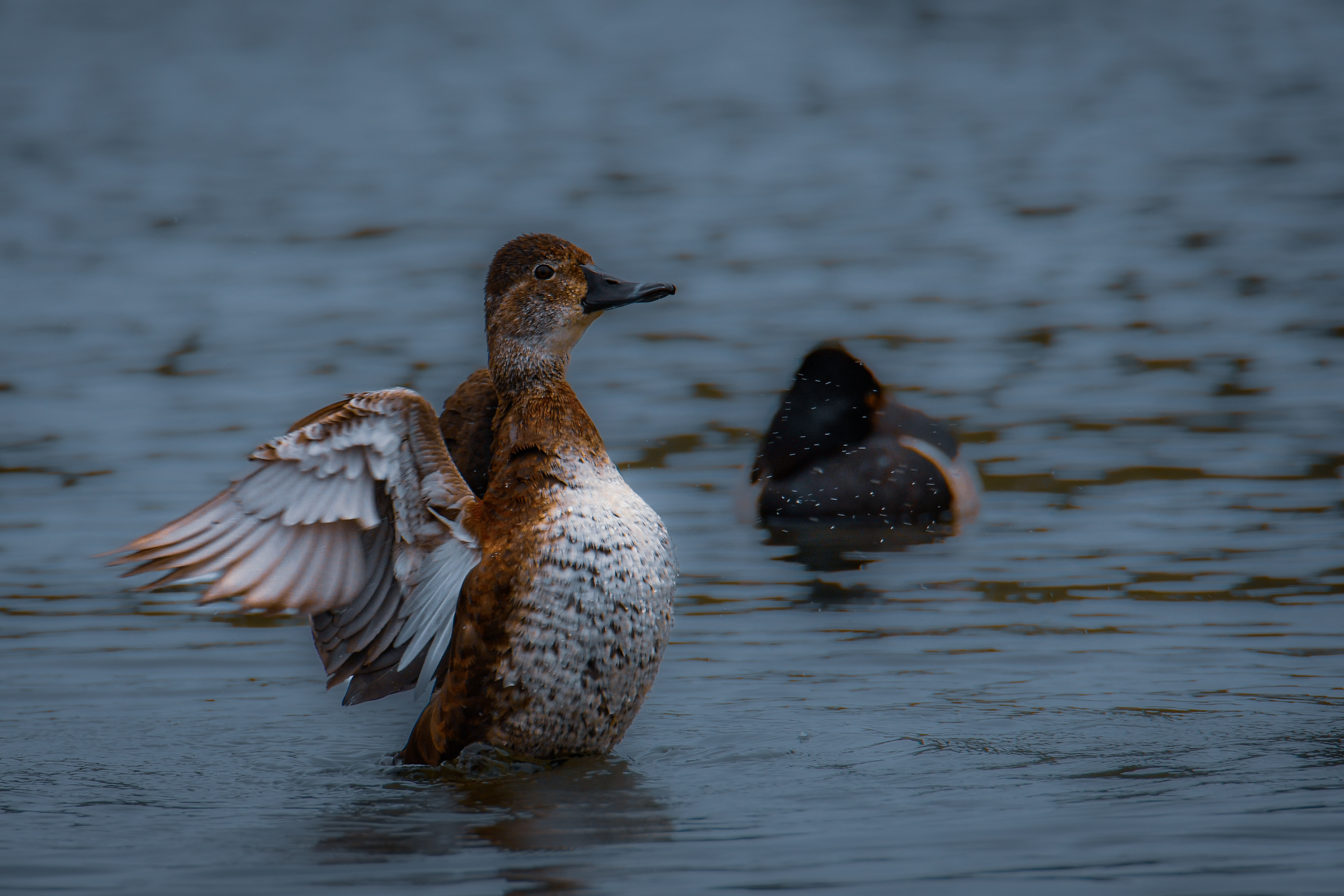 Ring-necked Duck