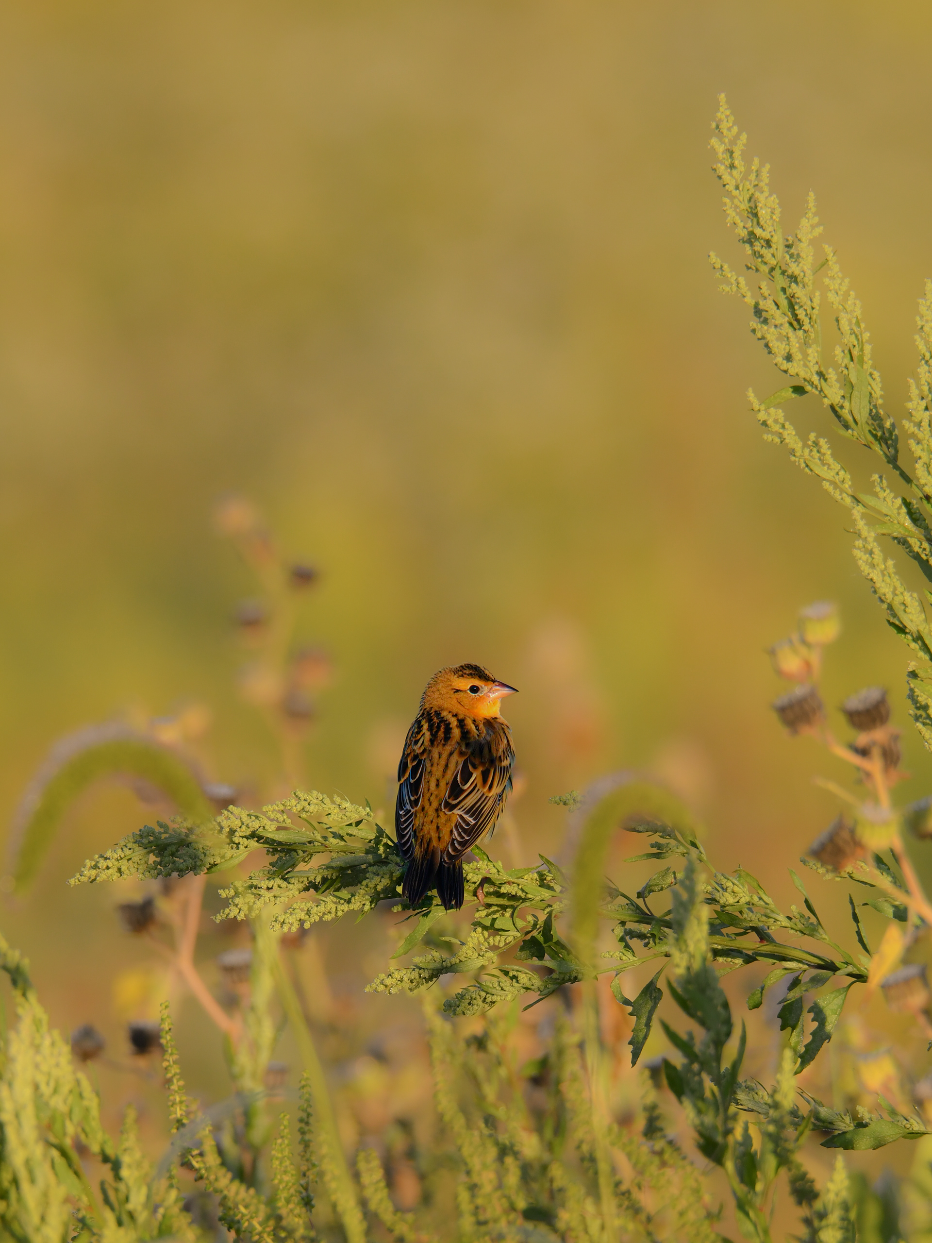 Bobolink