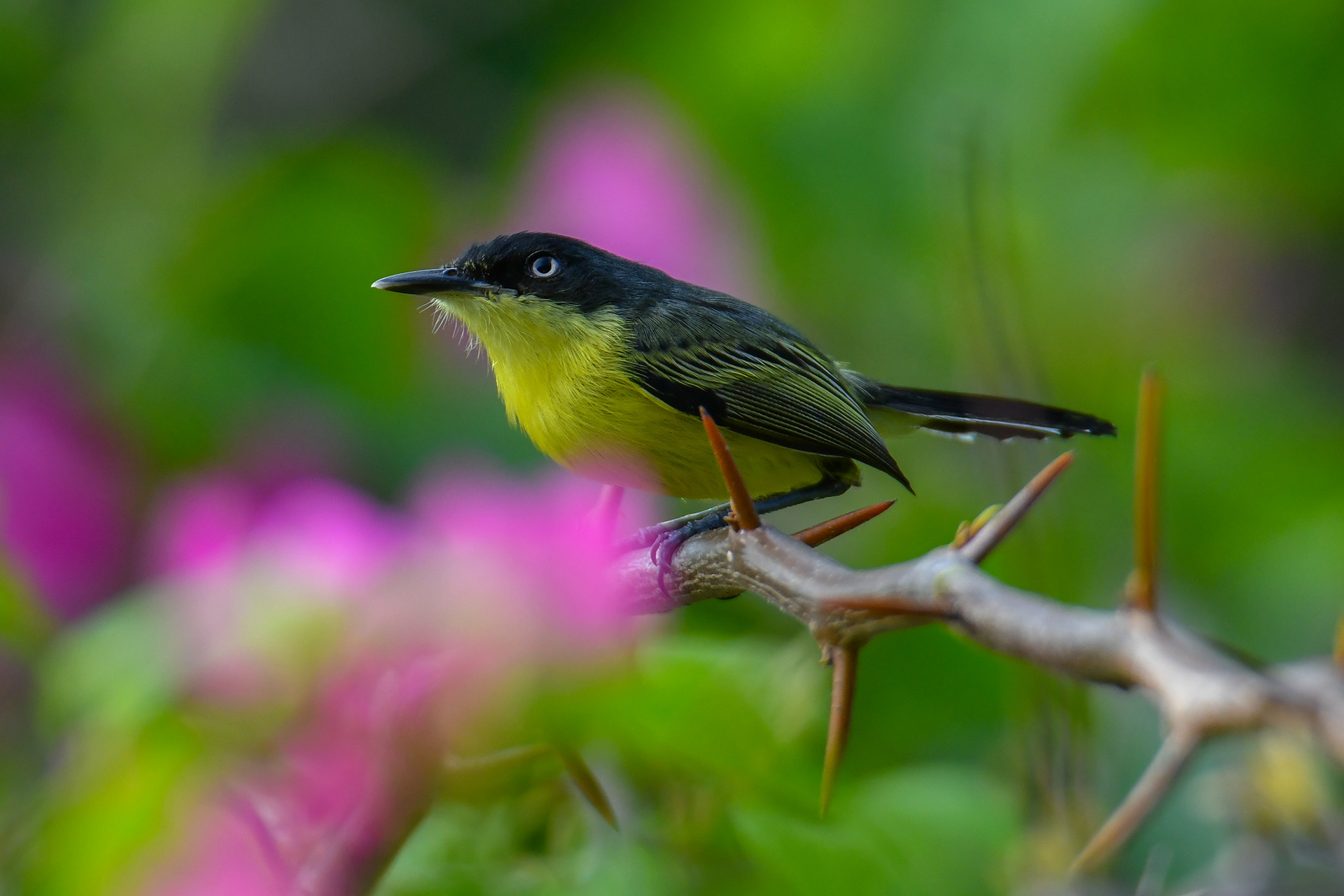 Common Tody-Flycatcher