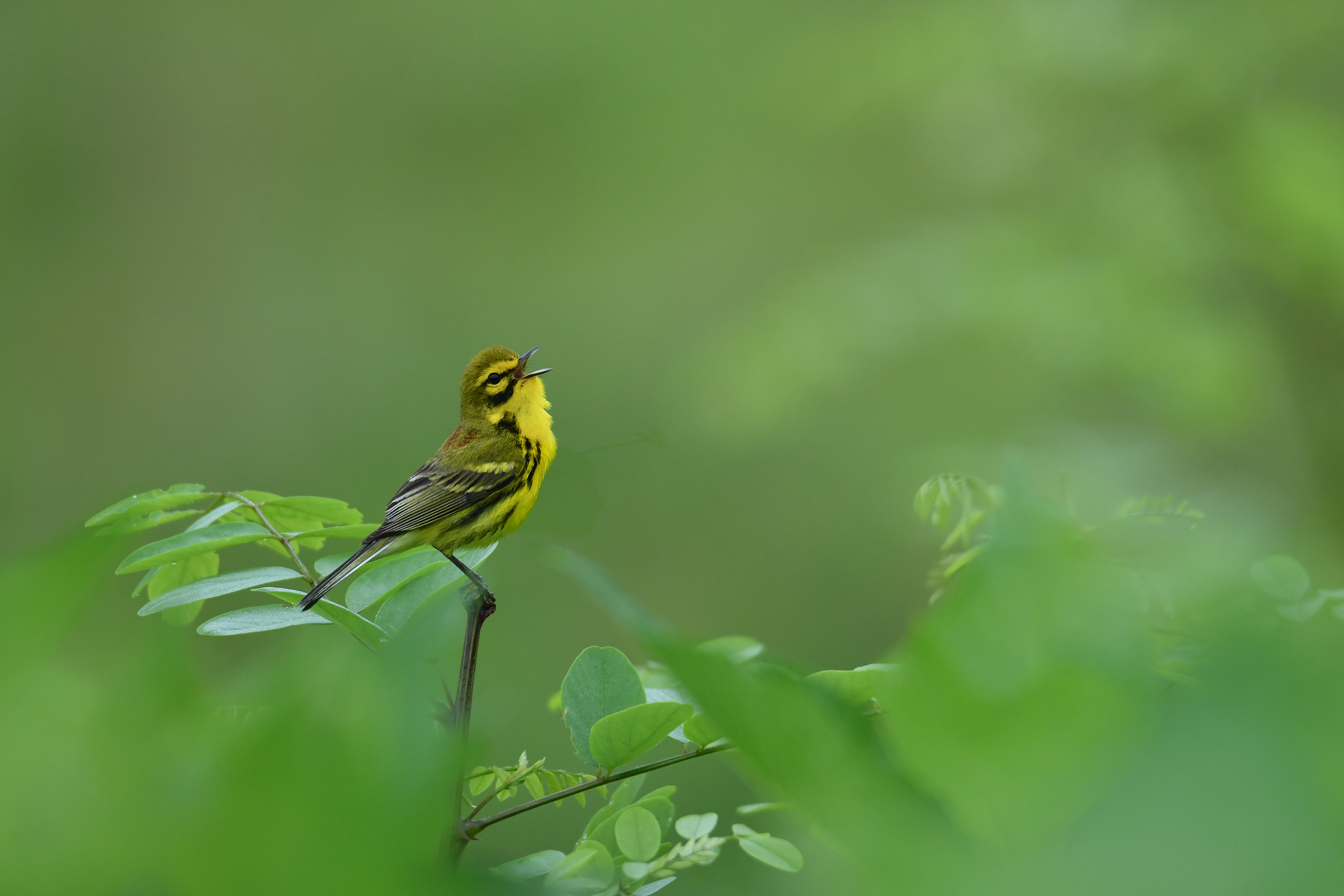 Prairie Warbler
