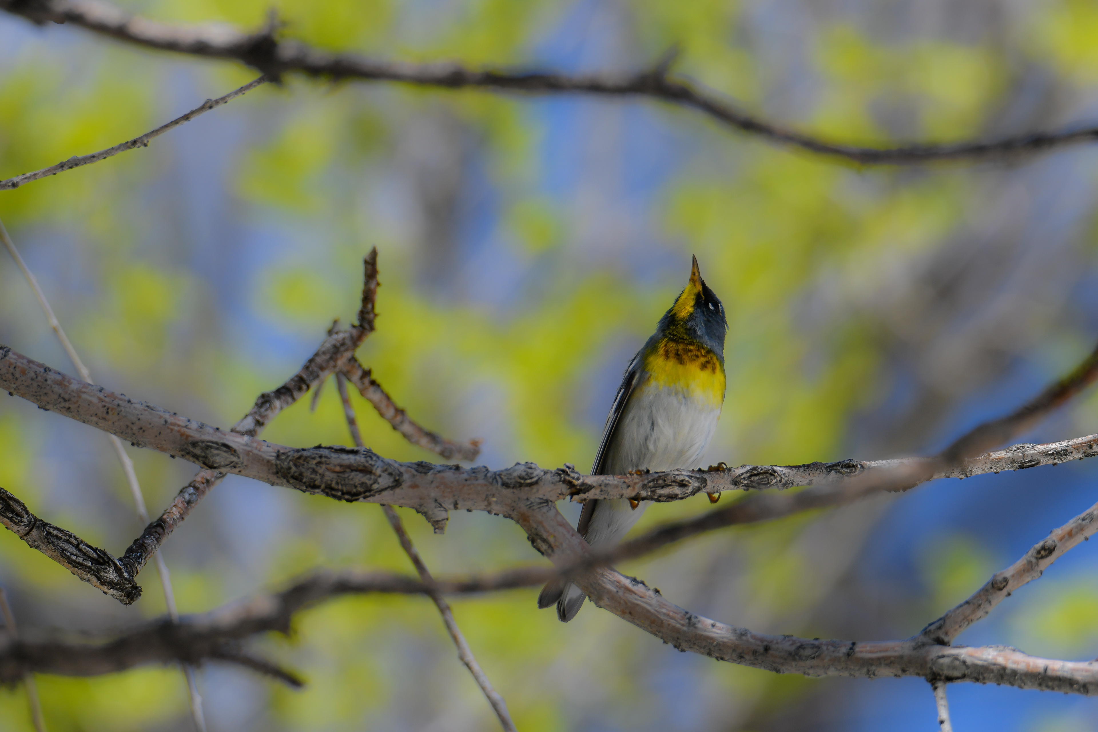 Northern Parula