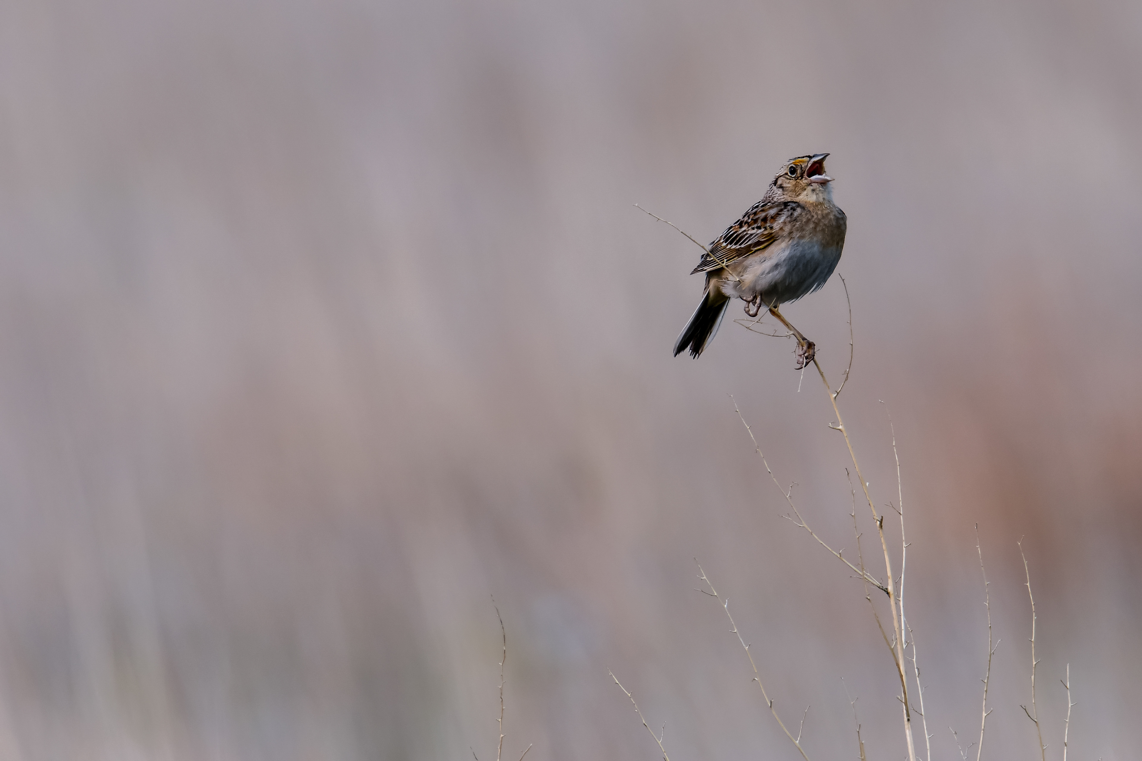 Grasshopper Sparrow