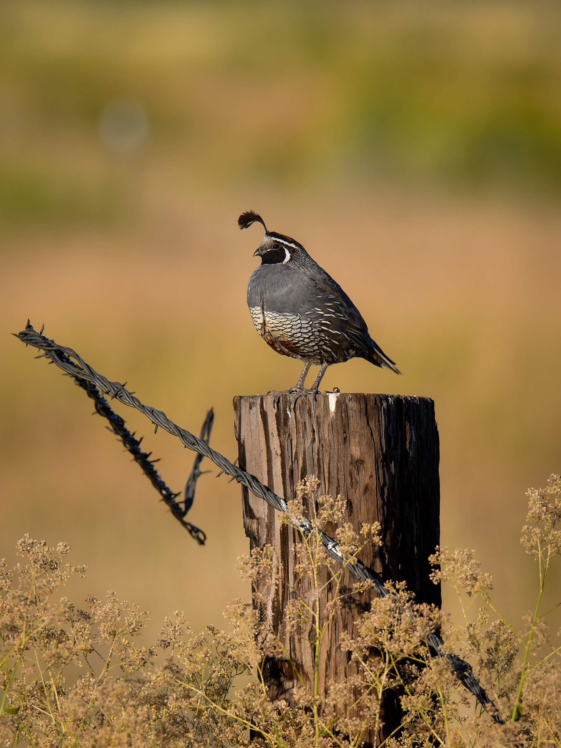 California Quail
