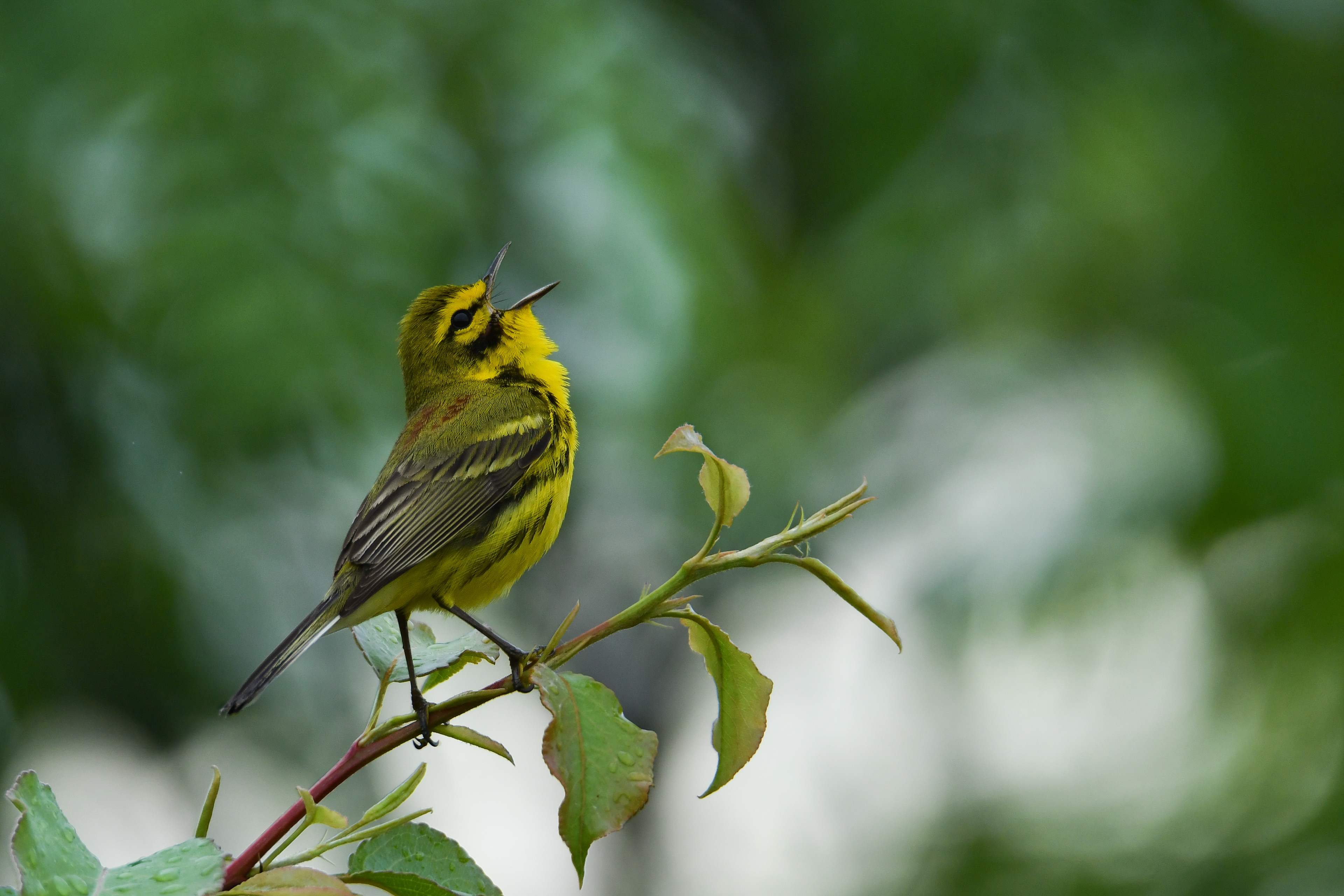 Prairie Warbler
