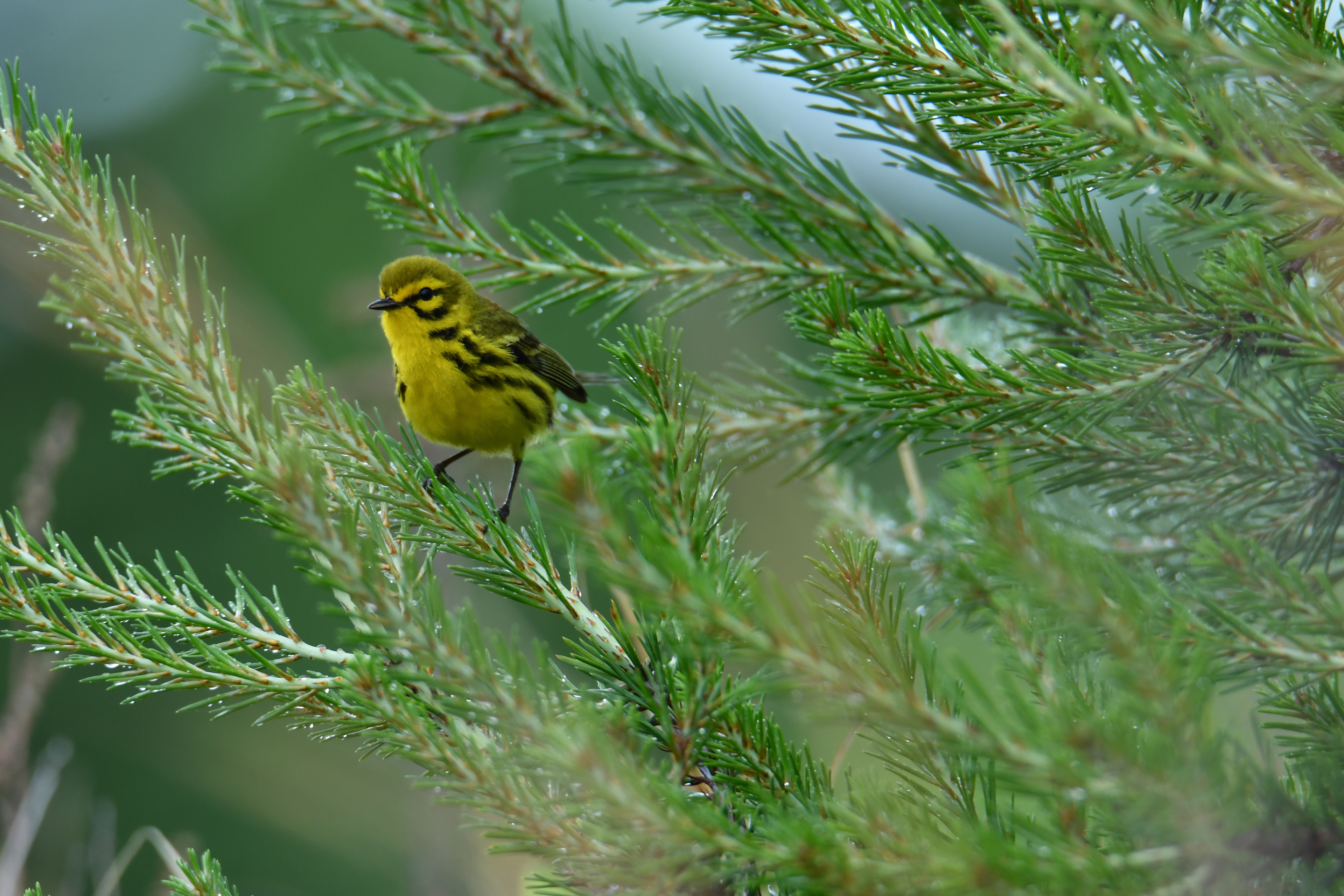 Prairie Warbler