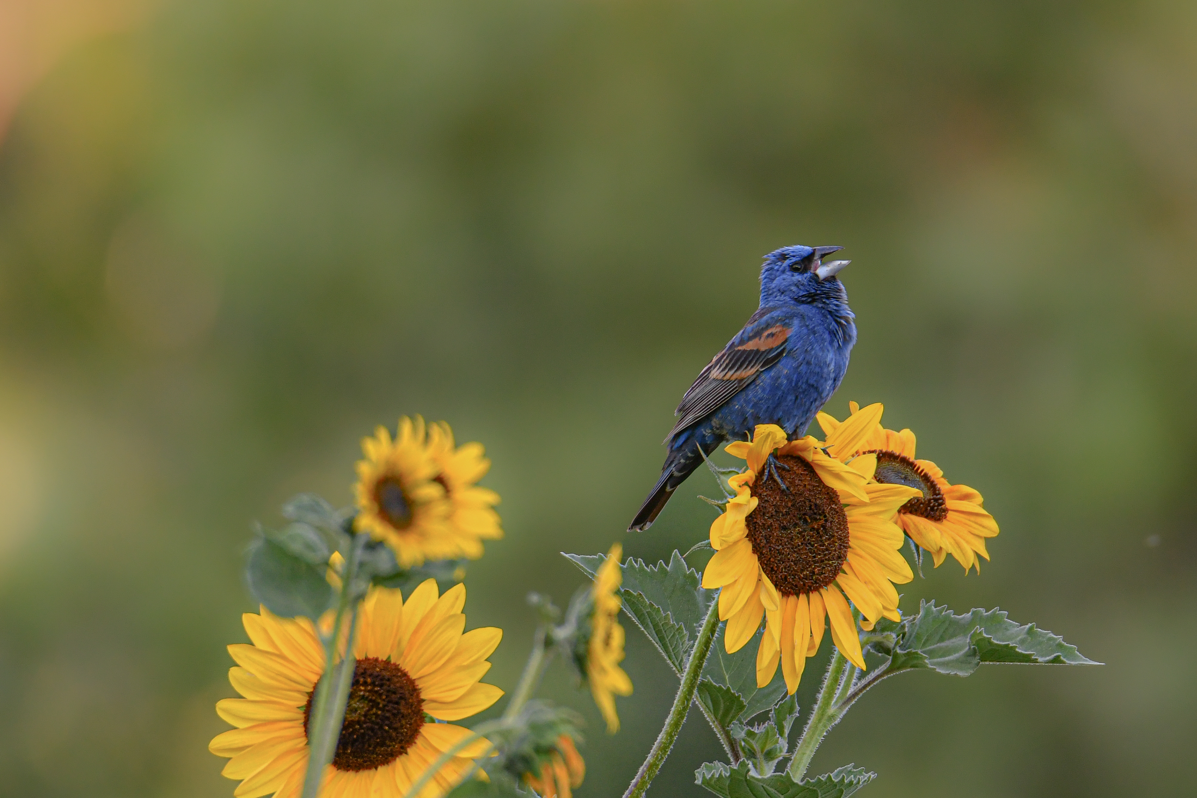 Blue Grosbeak