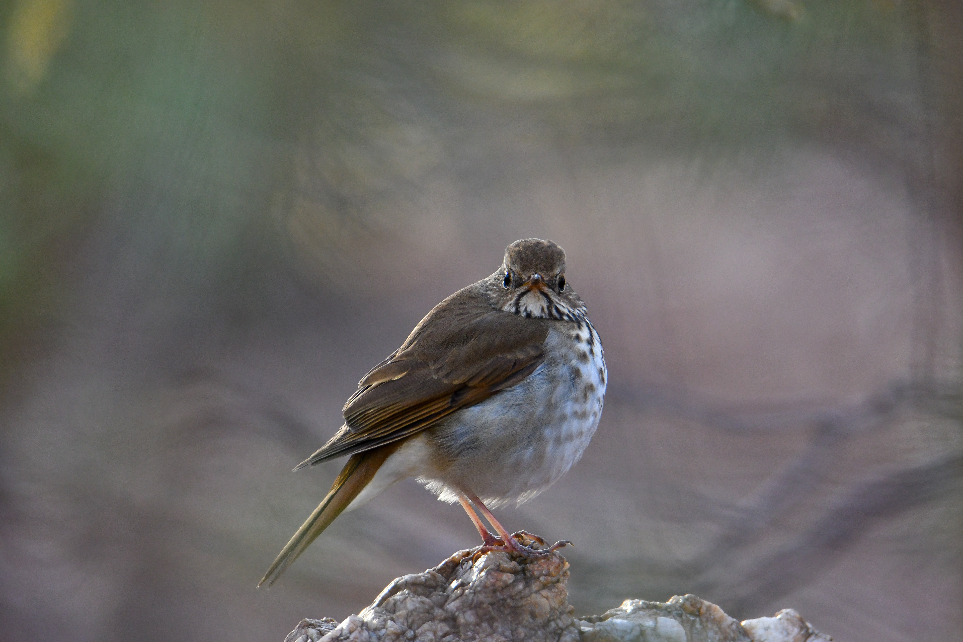 Hermit Thrush