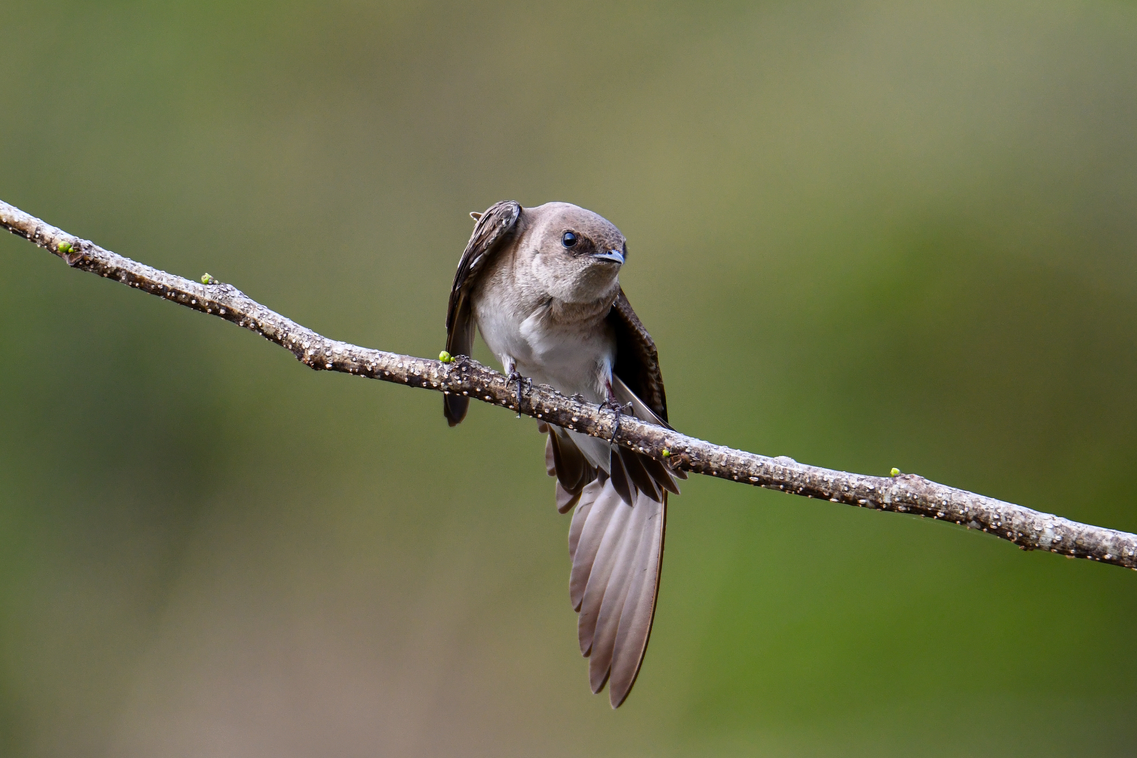 Northern rough-winged Swallow