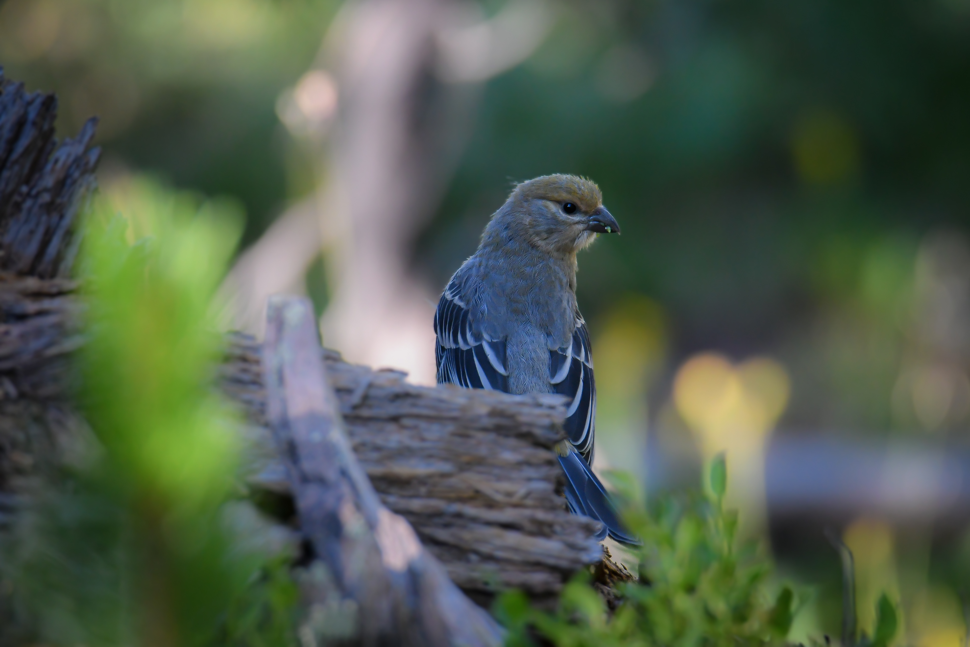 Pine Grosbeak