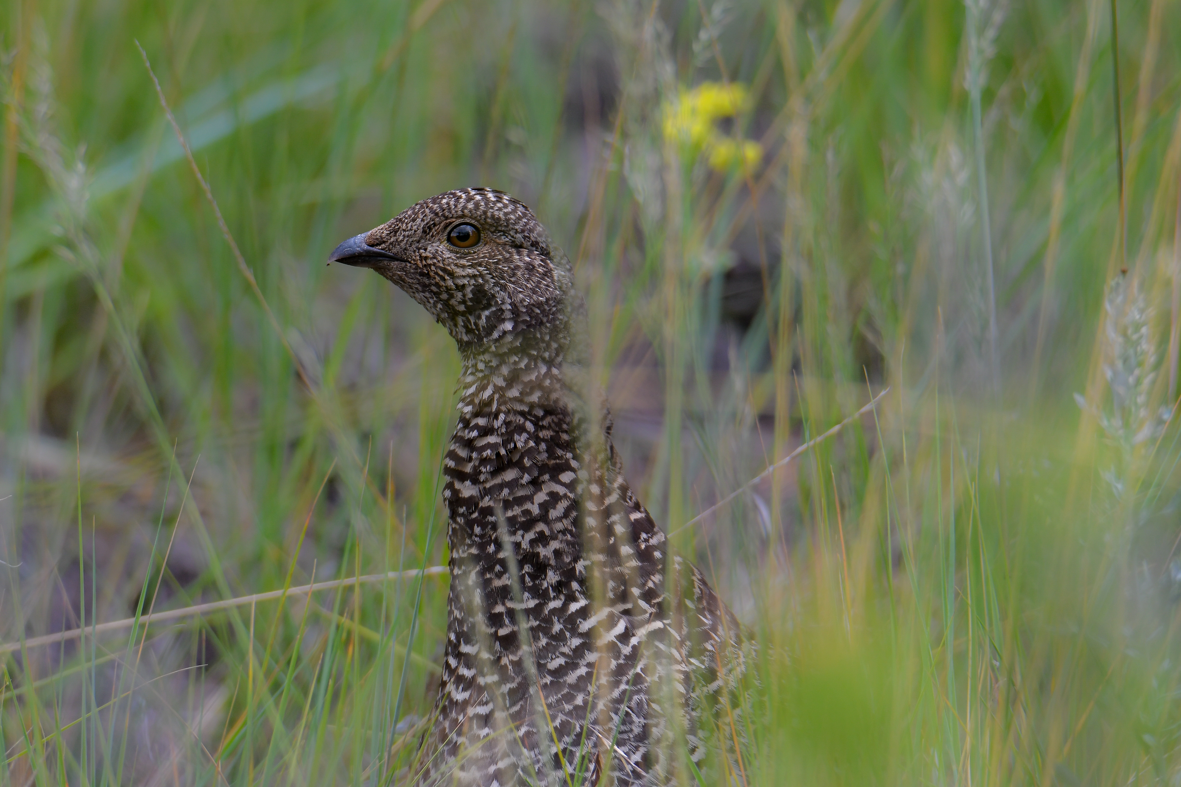 Dusky Grouse