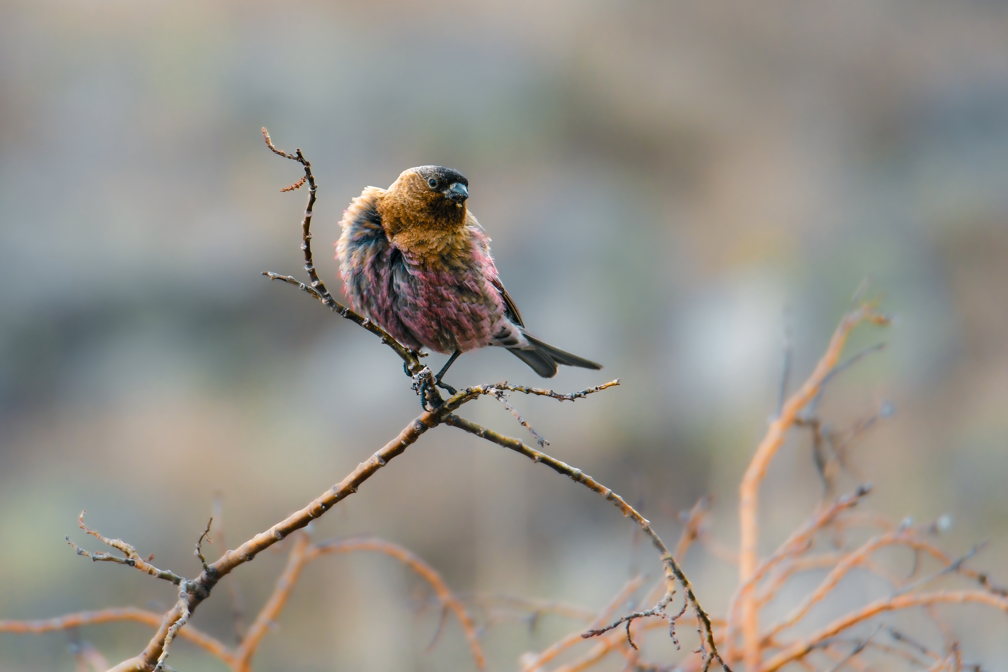 Brown-capped Rosy Finch