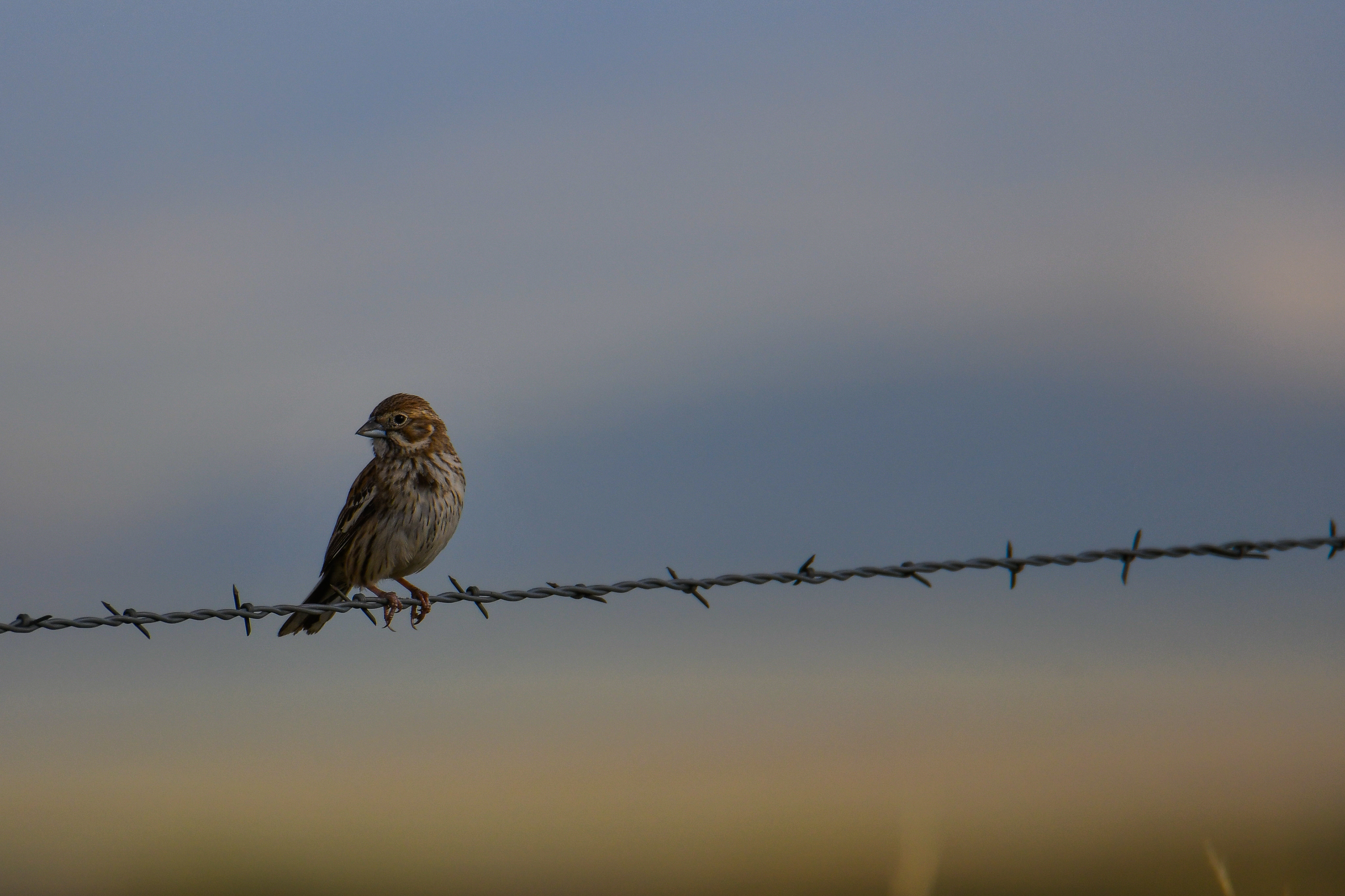 Lark Bunting