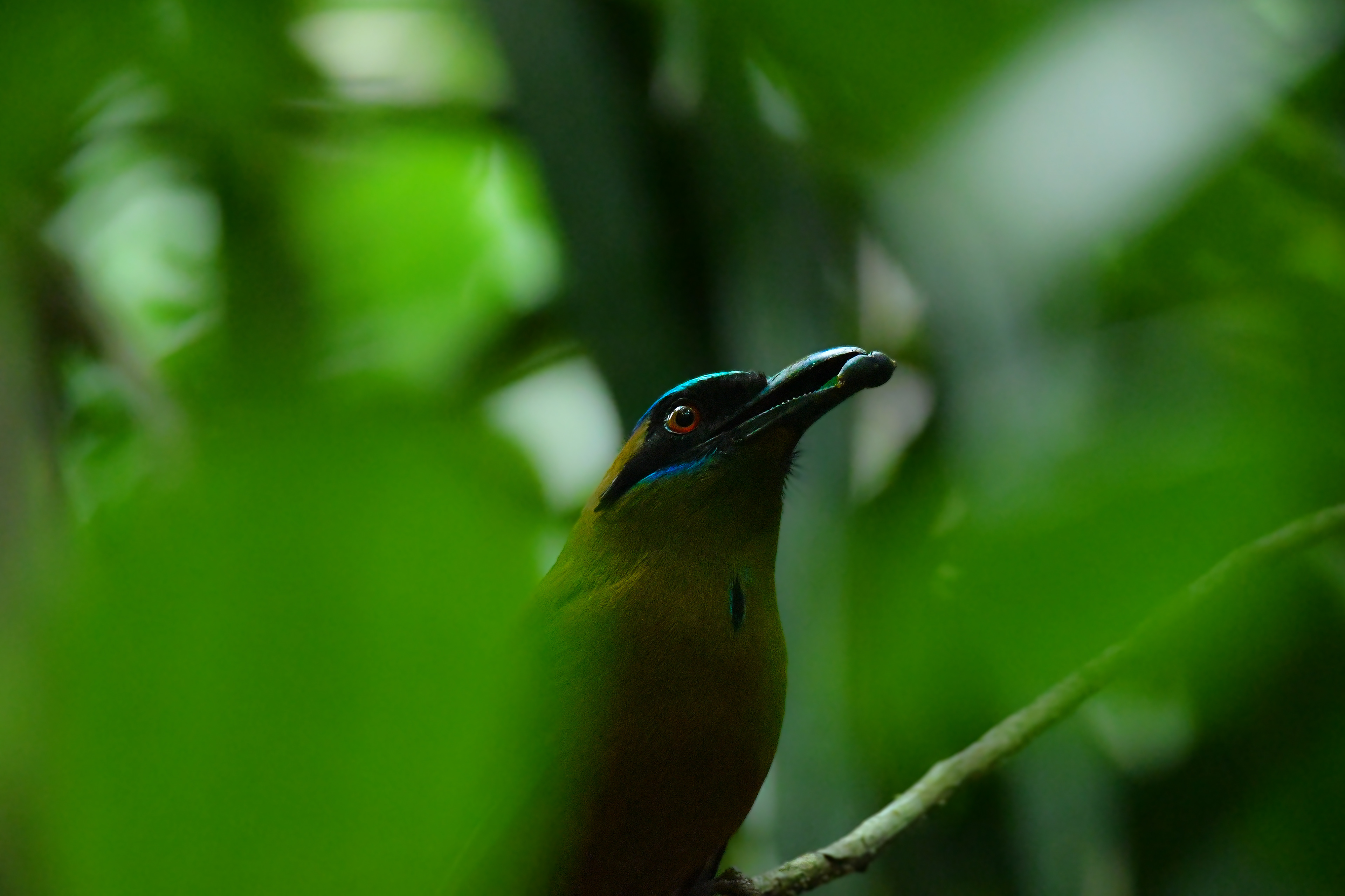 Whooping Motmot