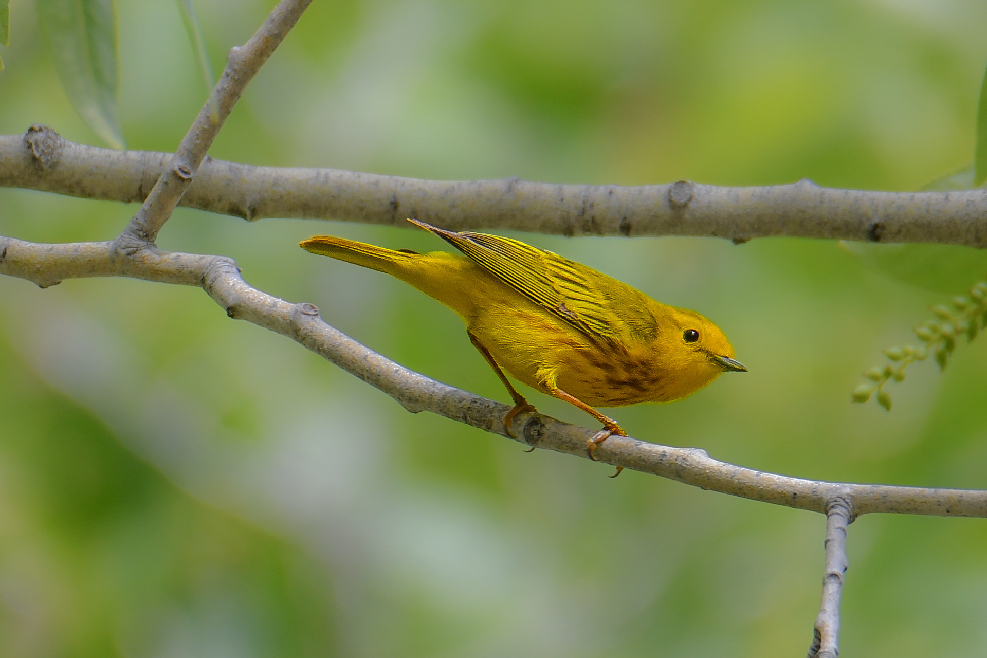 Yellow Warbler