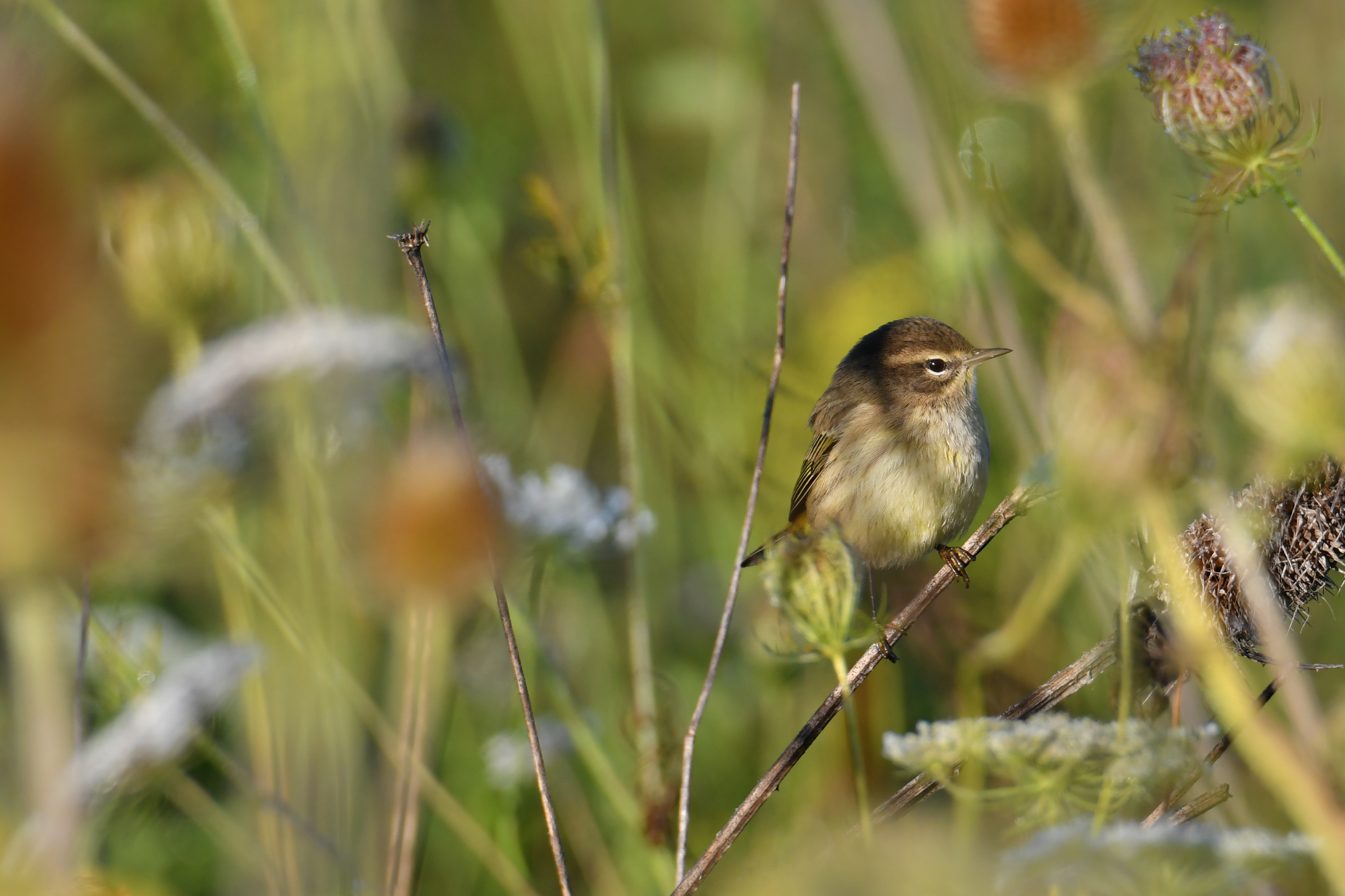 Palm Warbler