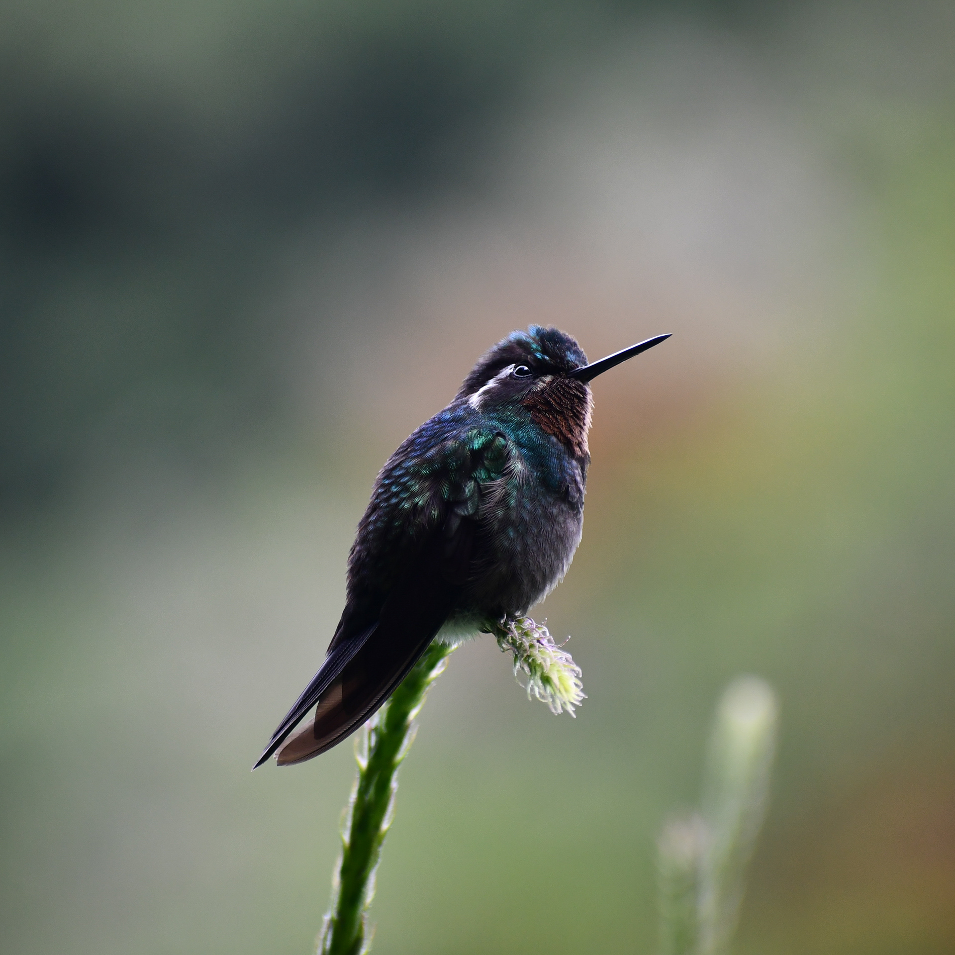Purple-throated Mountaingem