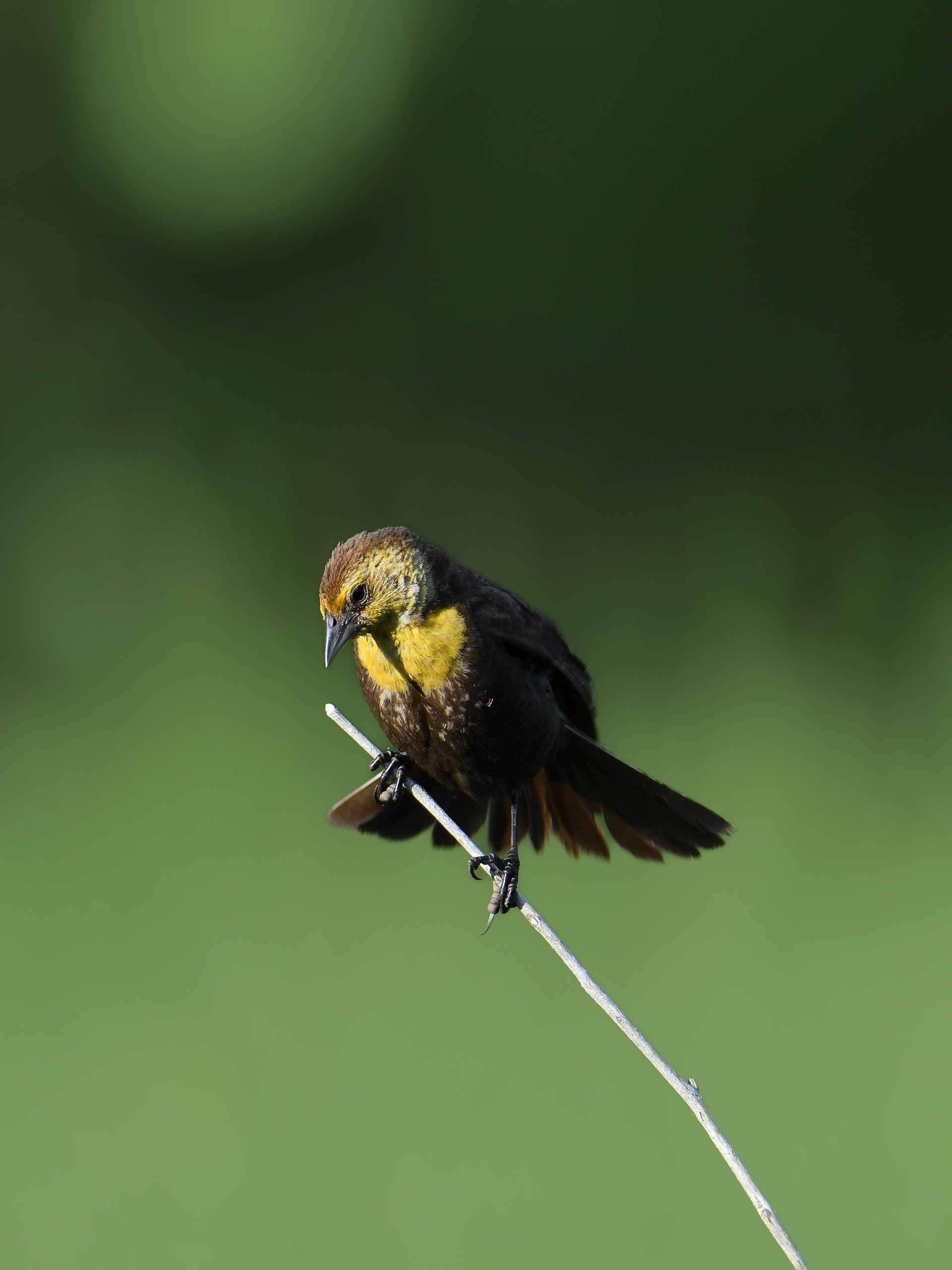 Yellow-headed Blackbird