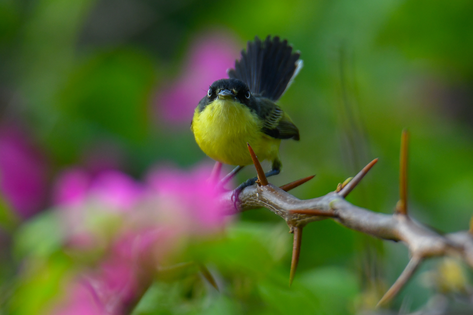 Common-tody Flycatcher