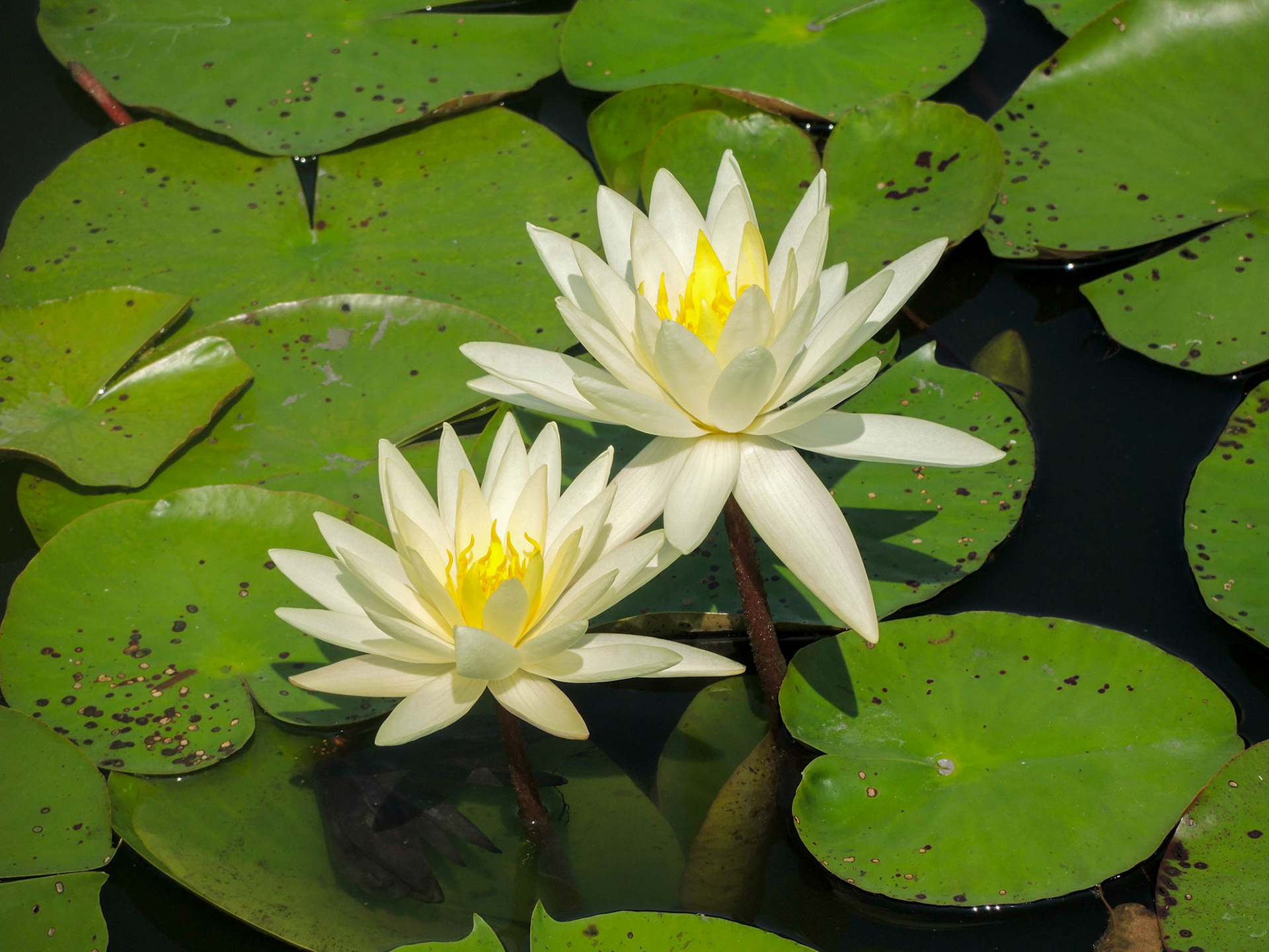 White Water Lillies - NY Botanical Garden 