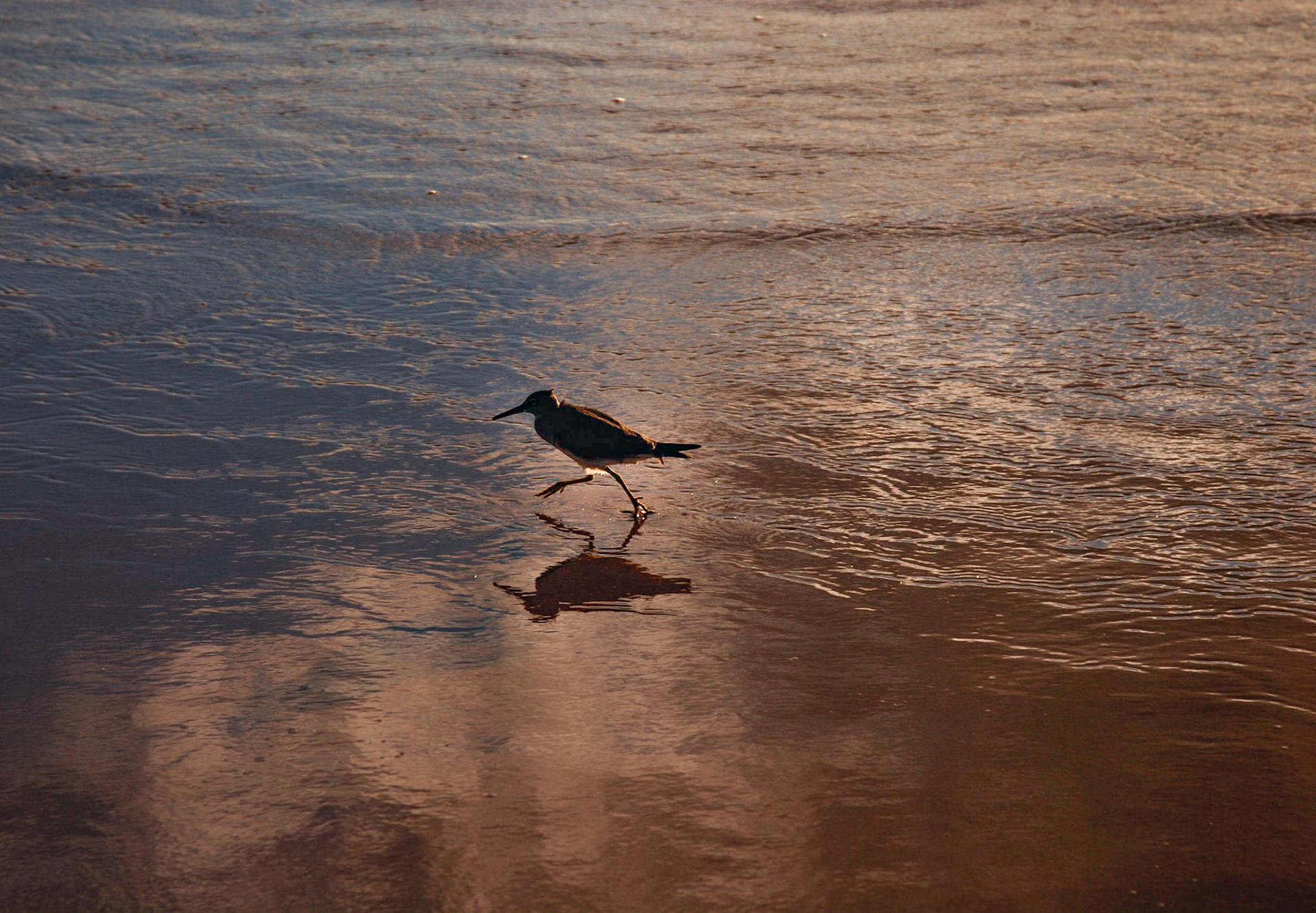 Wandering Tattler - Maui, Hawaii 