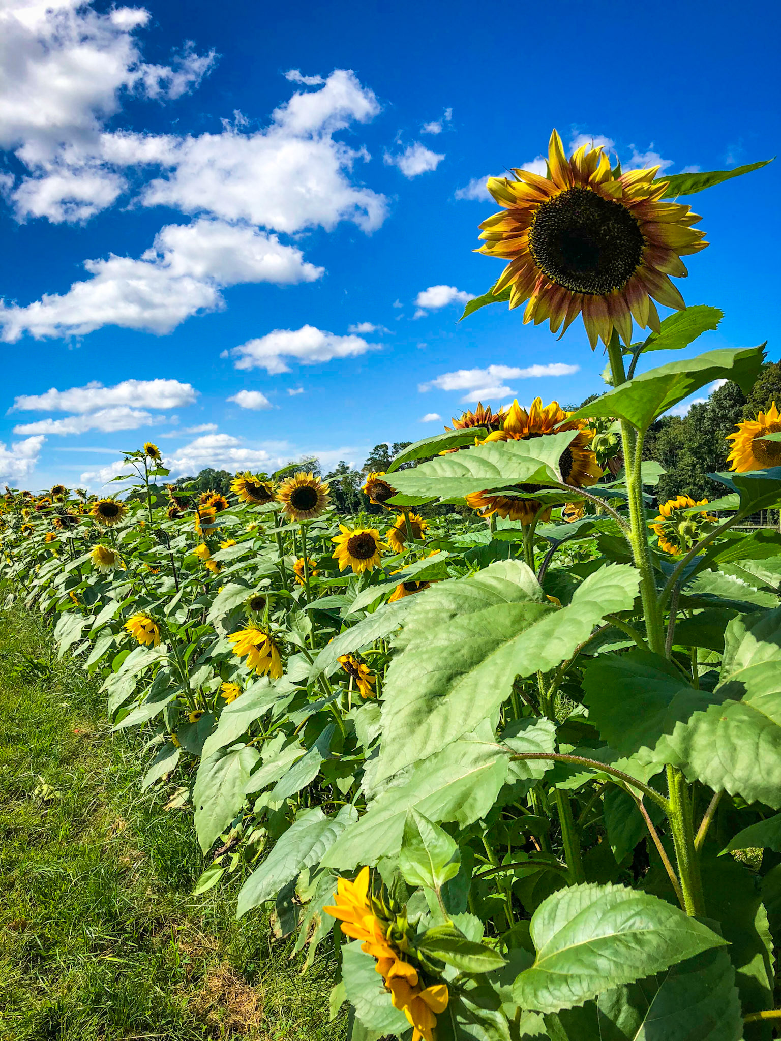 Sunflowers  - Chester, New Jersey 
