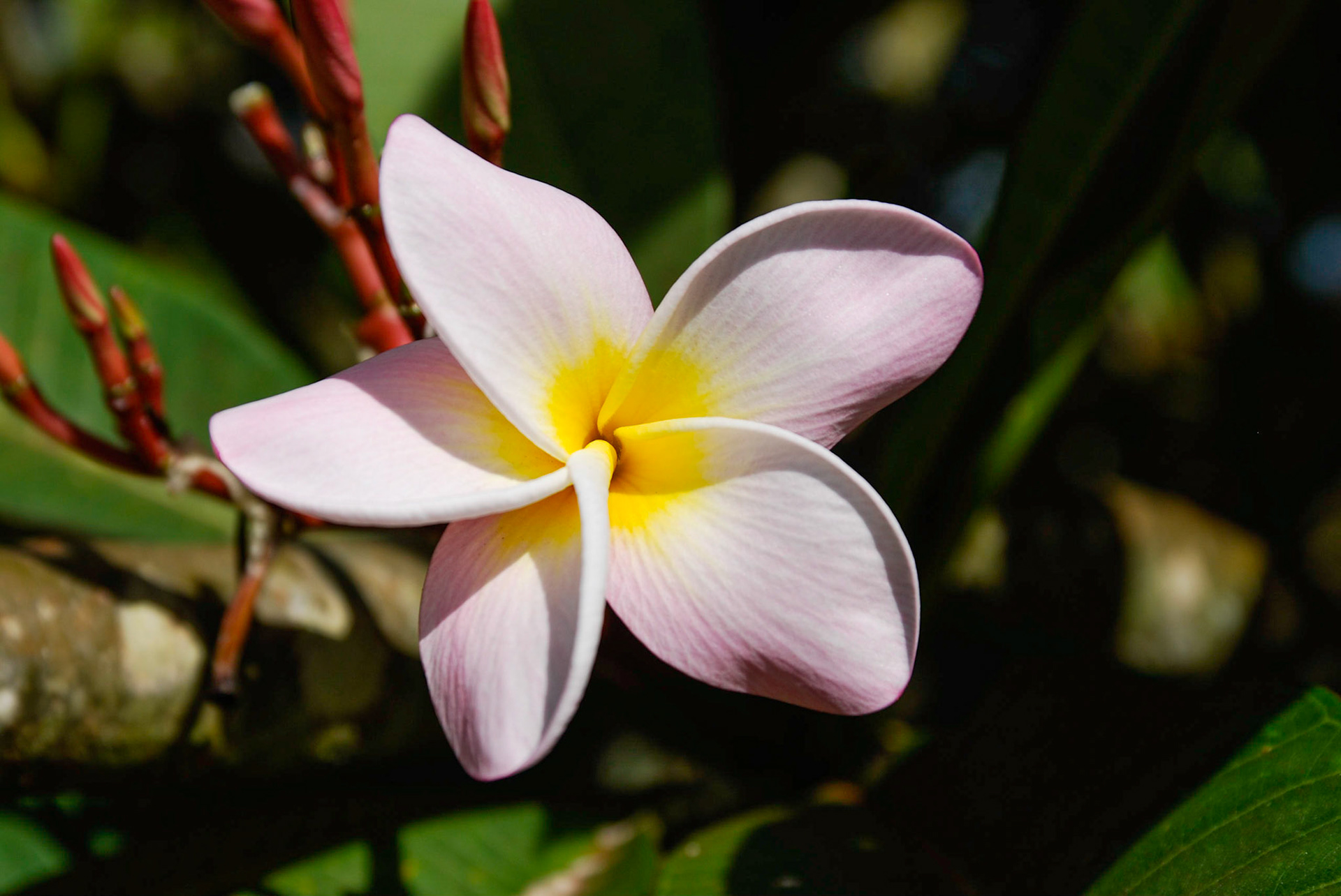 Plumeria - Hawaii 
